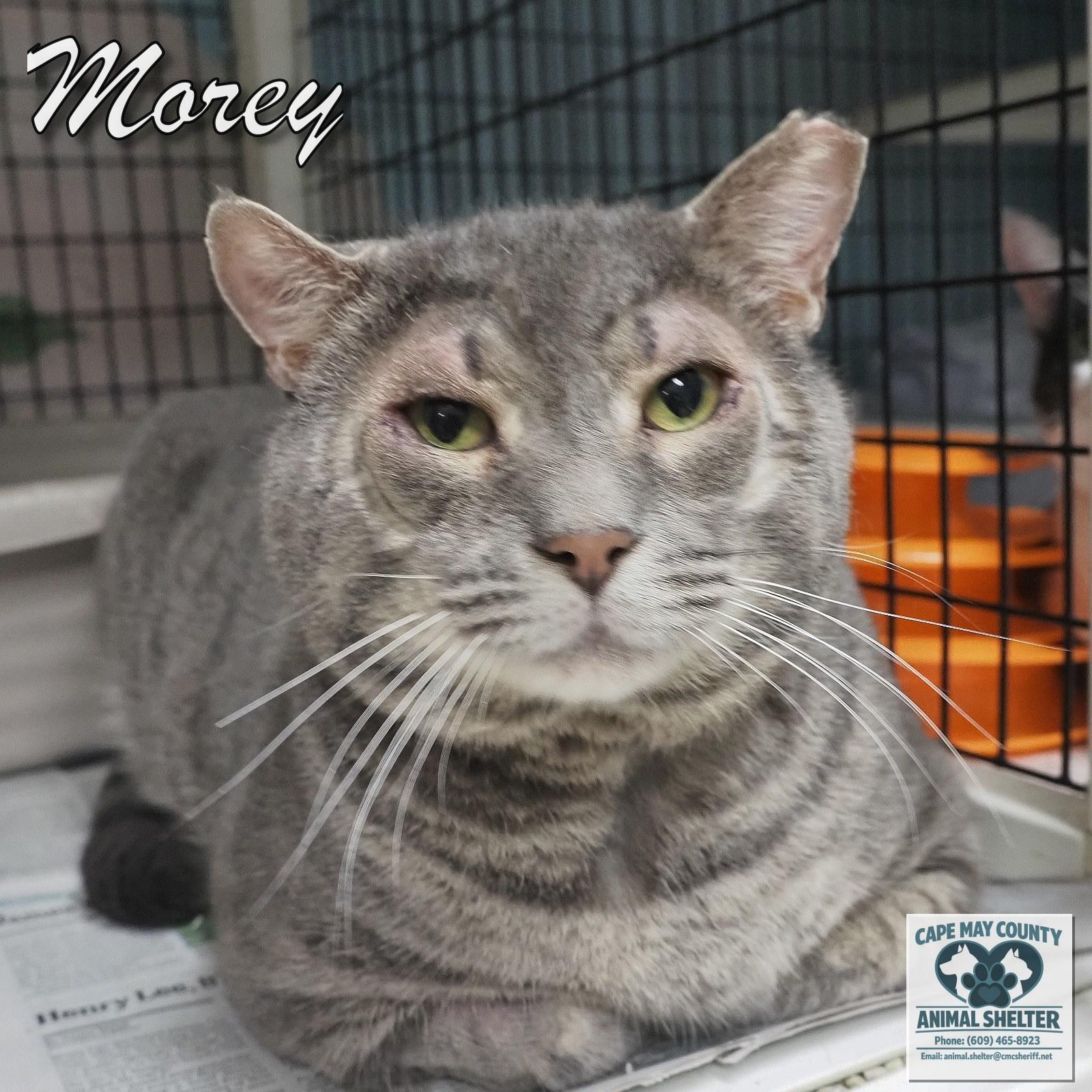 Morey, Adopted, Adult Male Domestic Short Hair.