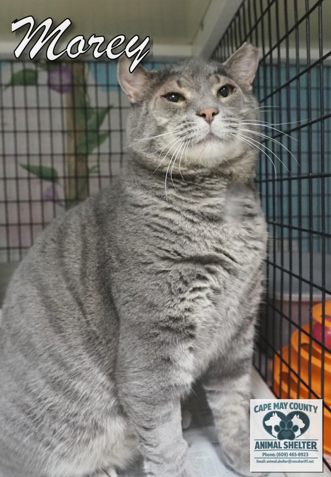 Enlarge Morey, a Adopted Domestic Short Hair in Cape May Court House, NJ image 3/3