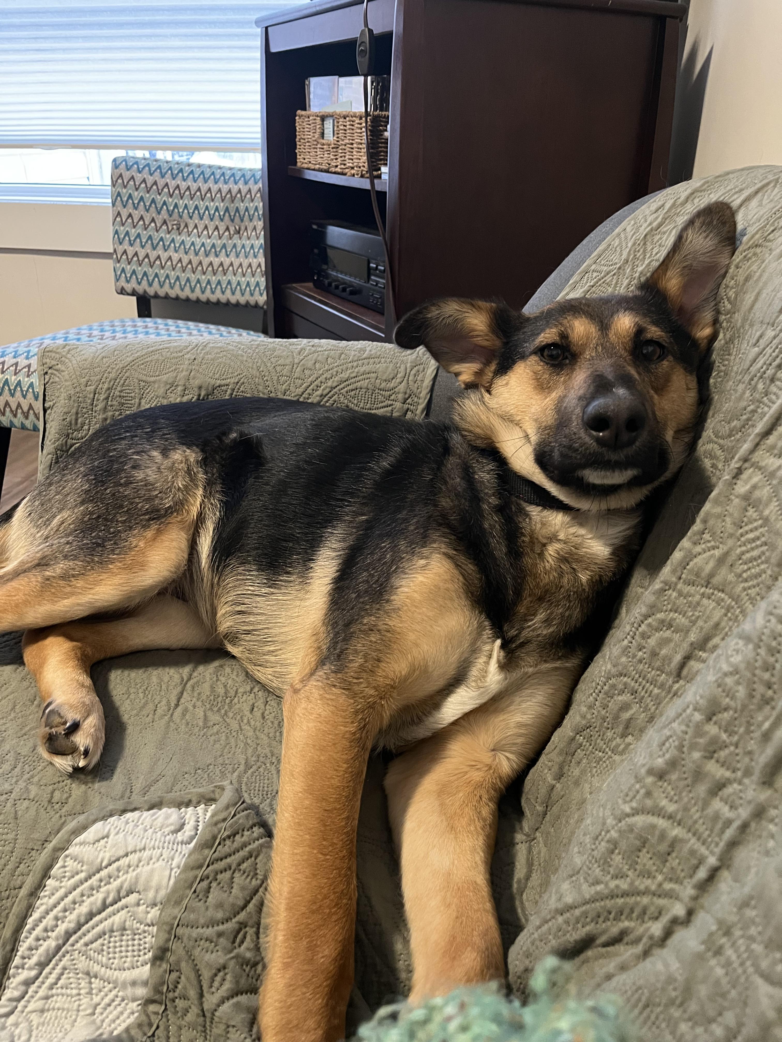 Sophie, ADOPTABLE, Adult Female Mixed Breed.