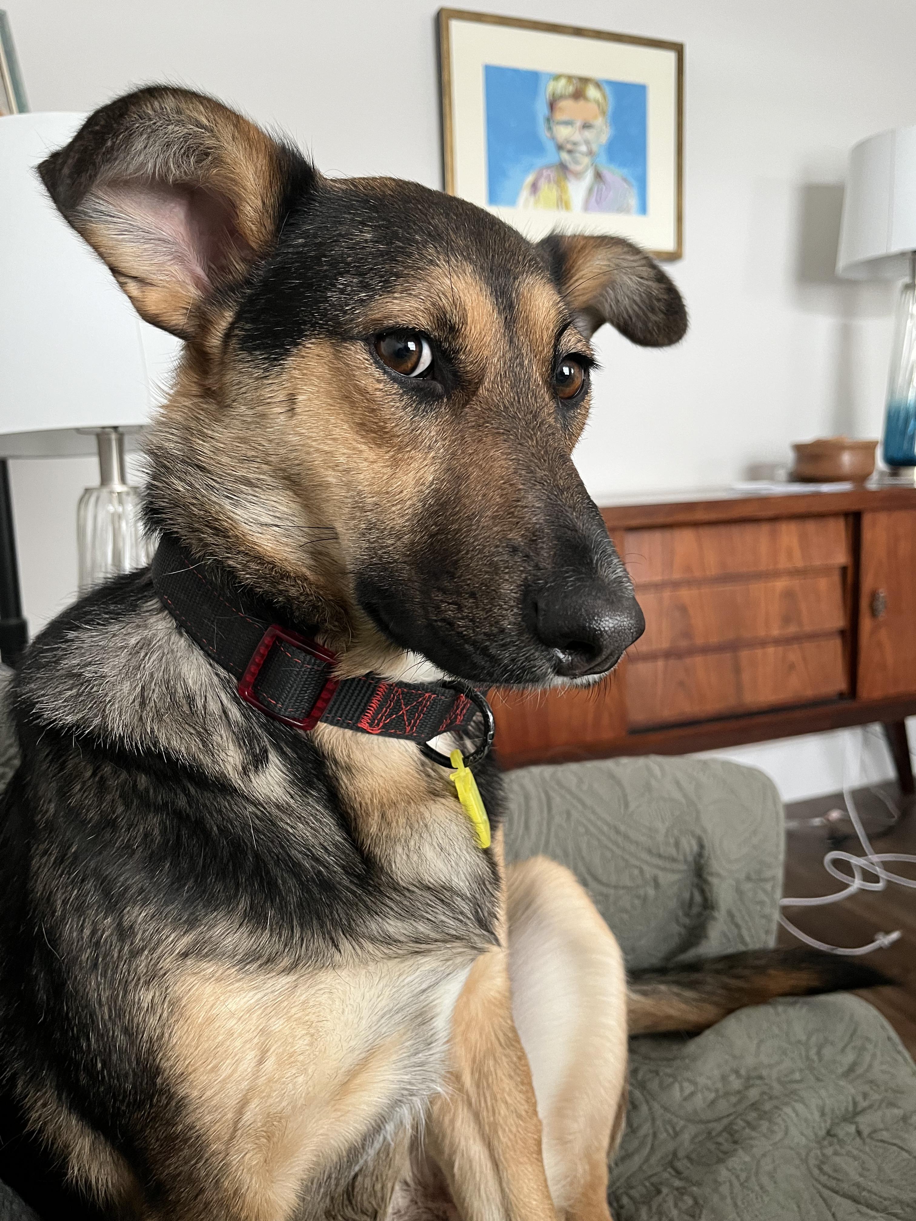 Enlarge Sophie, a ADOPTABLE Mixed Breed in Saskatoon, SK image 5/6