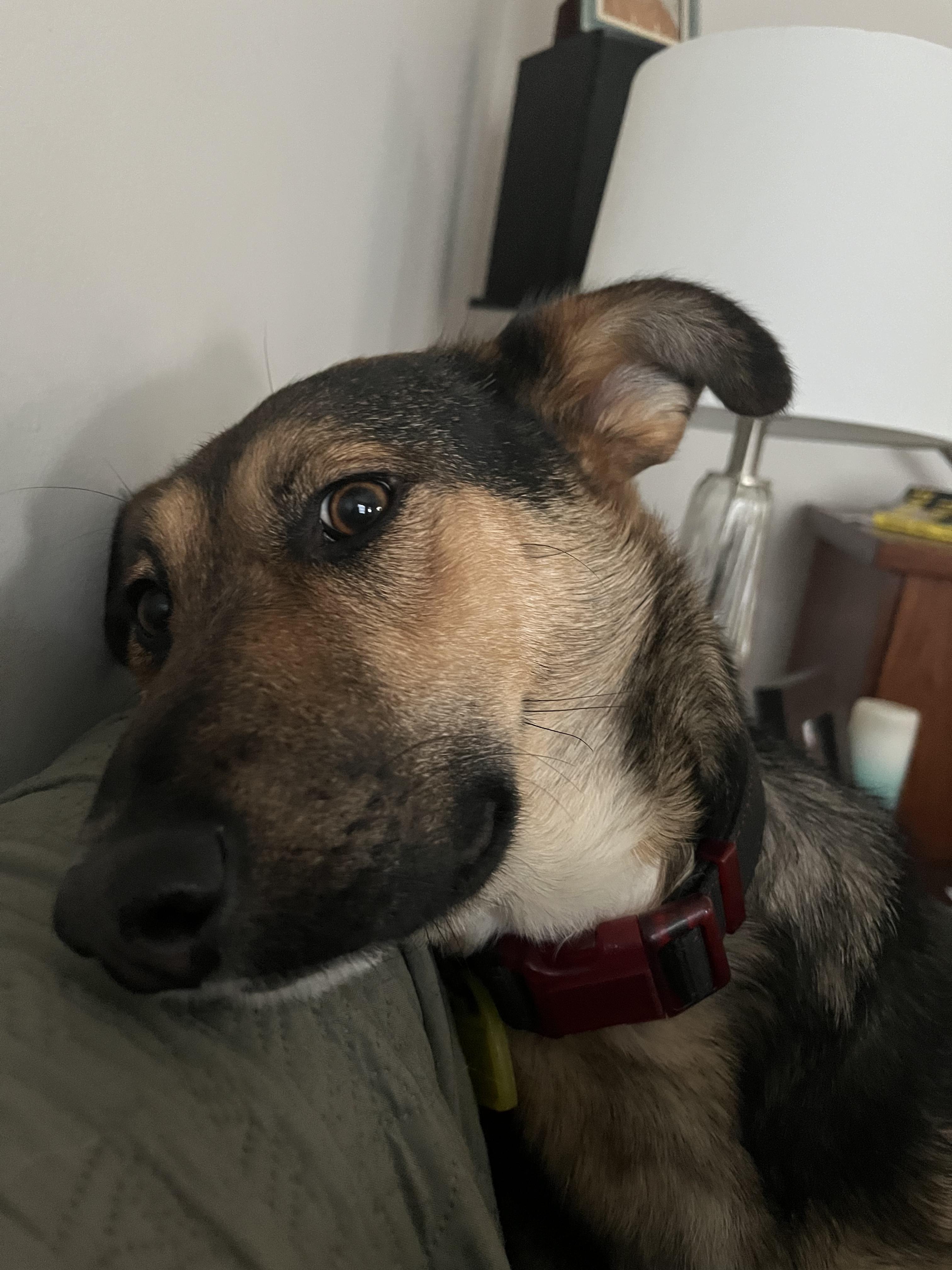 Enlarge Sophie, a ADOPTABLE Mixed Breed in Saskatoon, SK image 4/6