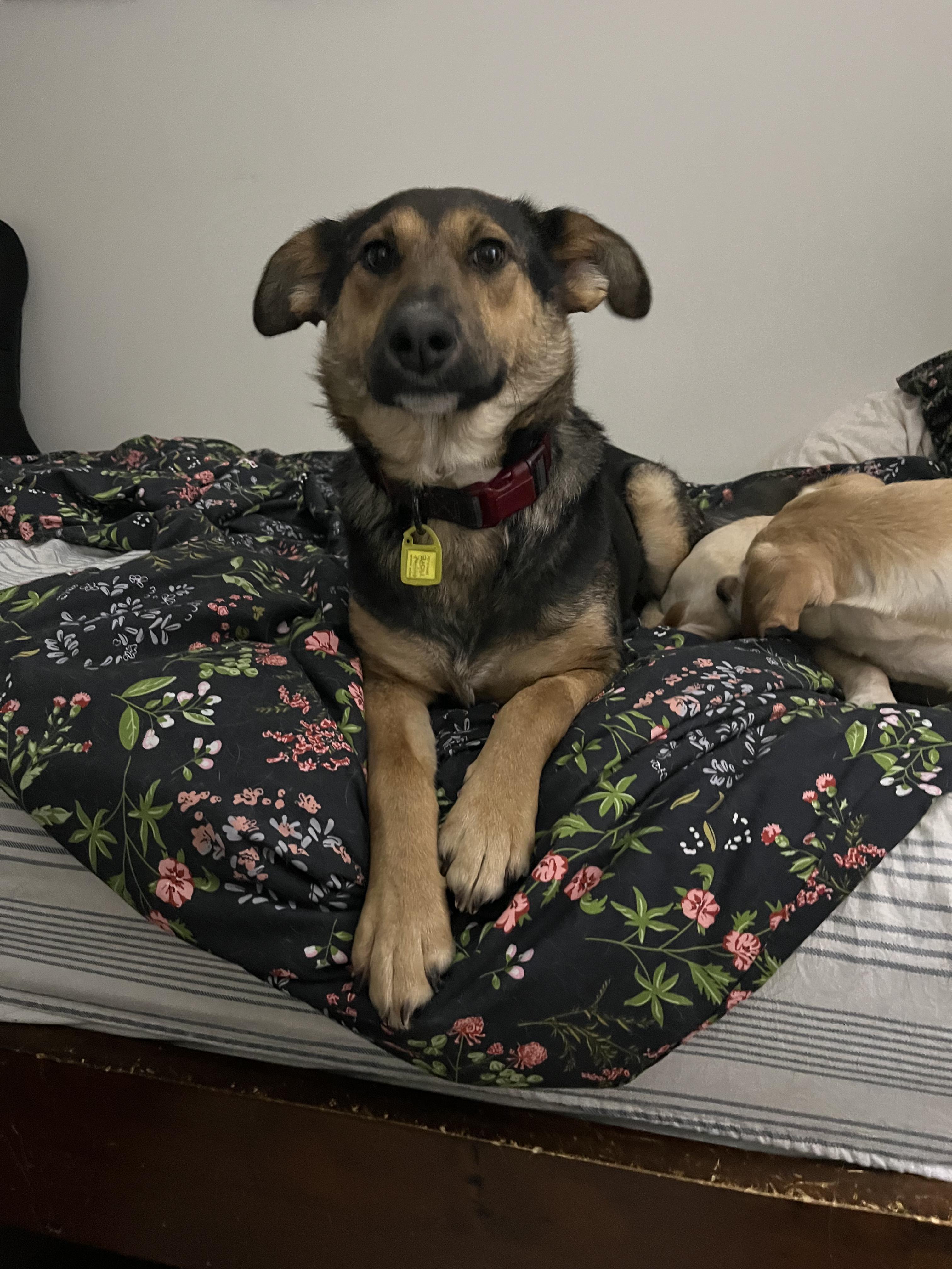 Enlarge Sophie, a ADOPTABLE Mixed Breed in Saskatoon, SK image 3/6