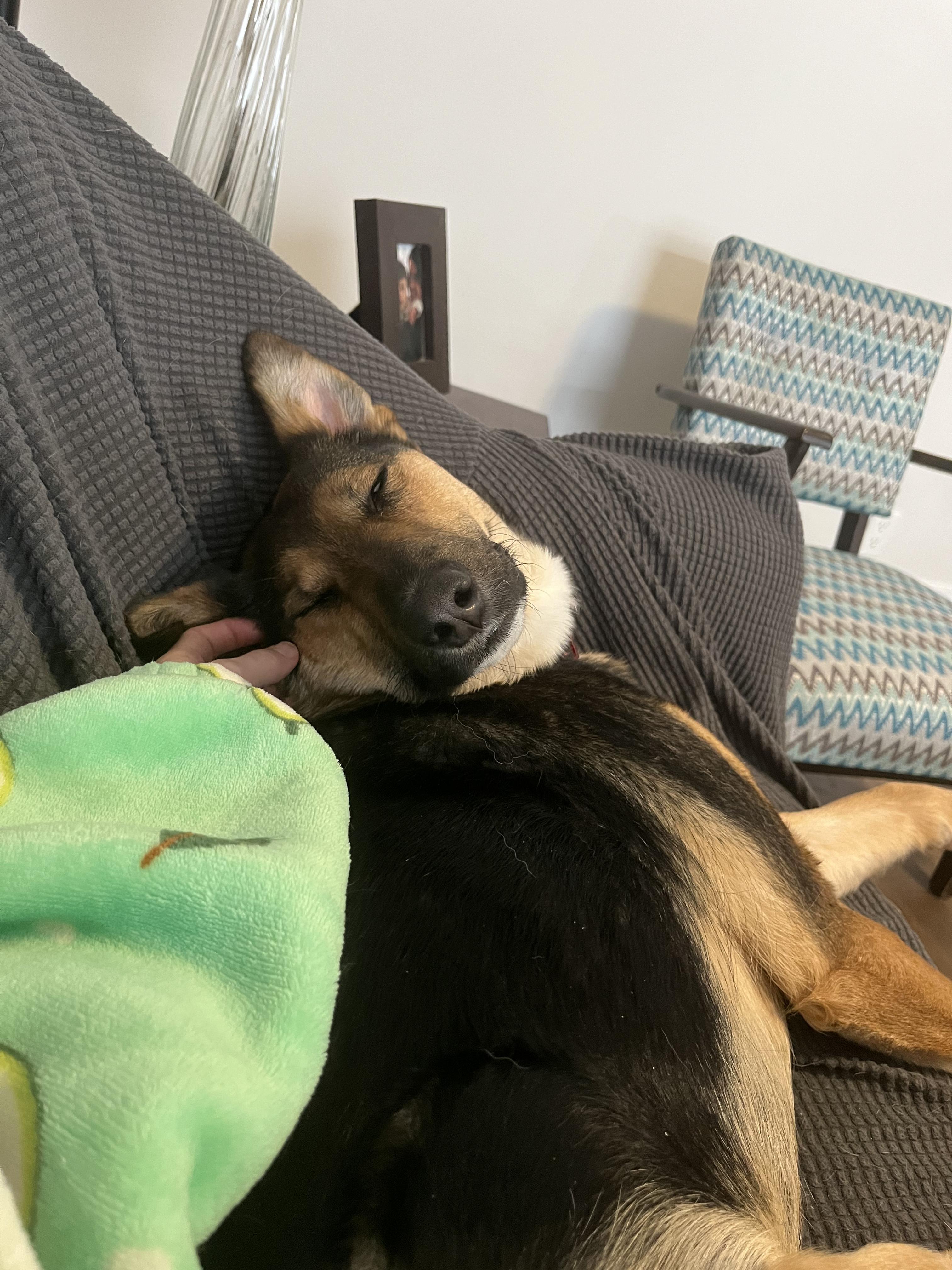 Enlarge Sophie, a ADOPTABLE Mixed Breed in Saskatoon, SK image 6/6