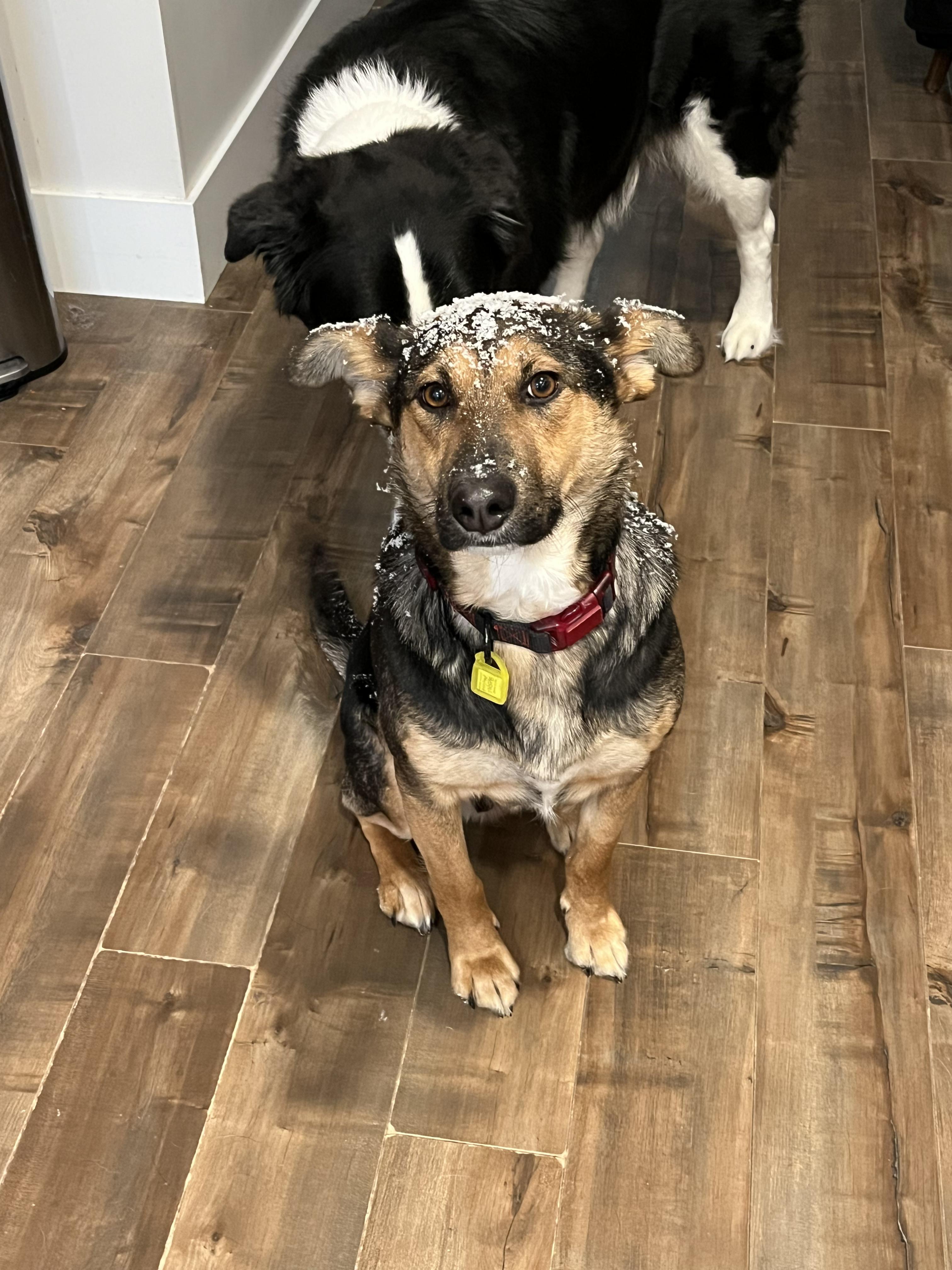 Enlarge Sophie, a ADOPTABLE Mixed Breed in Saskatoon, SK image 2/6