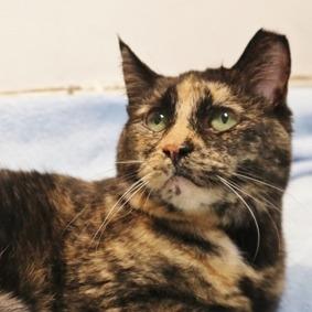 Heather, Adoptable, Senior Female Domestic Short Hair.