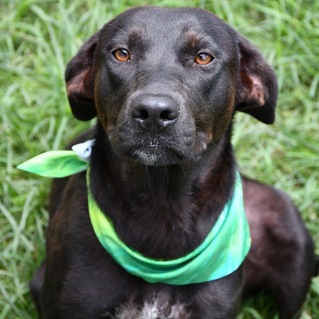 Enlarge Pickle Pop, a Adoptable mixed breed in Beaumont, TX image 1/6