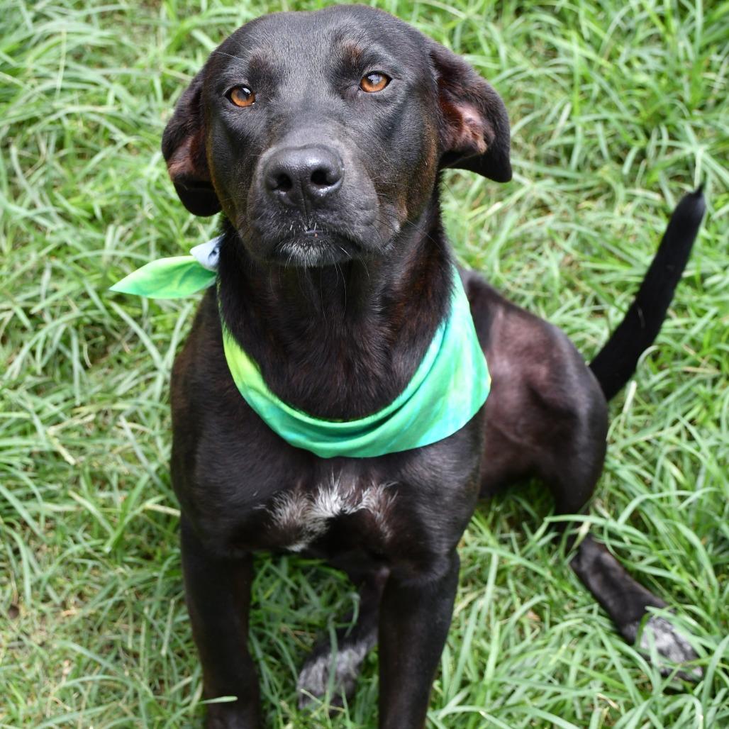 Enlarge Pickle Pop, a Adoptable mixed breed in Beaumont, TX image 2/6