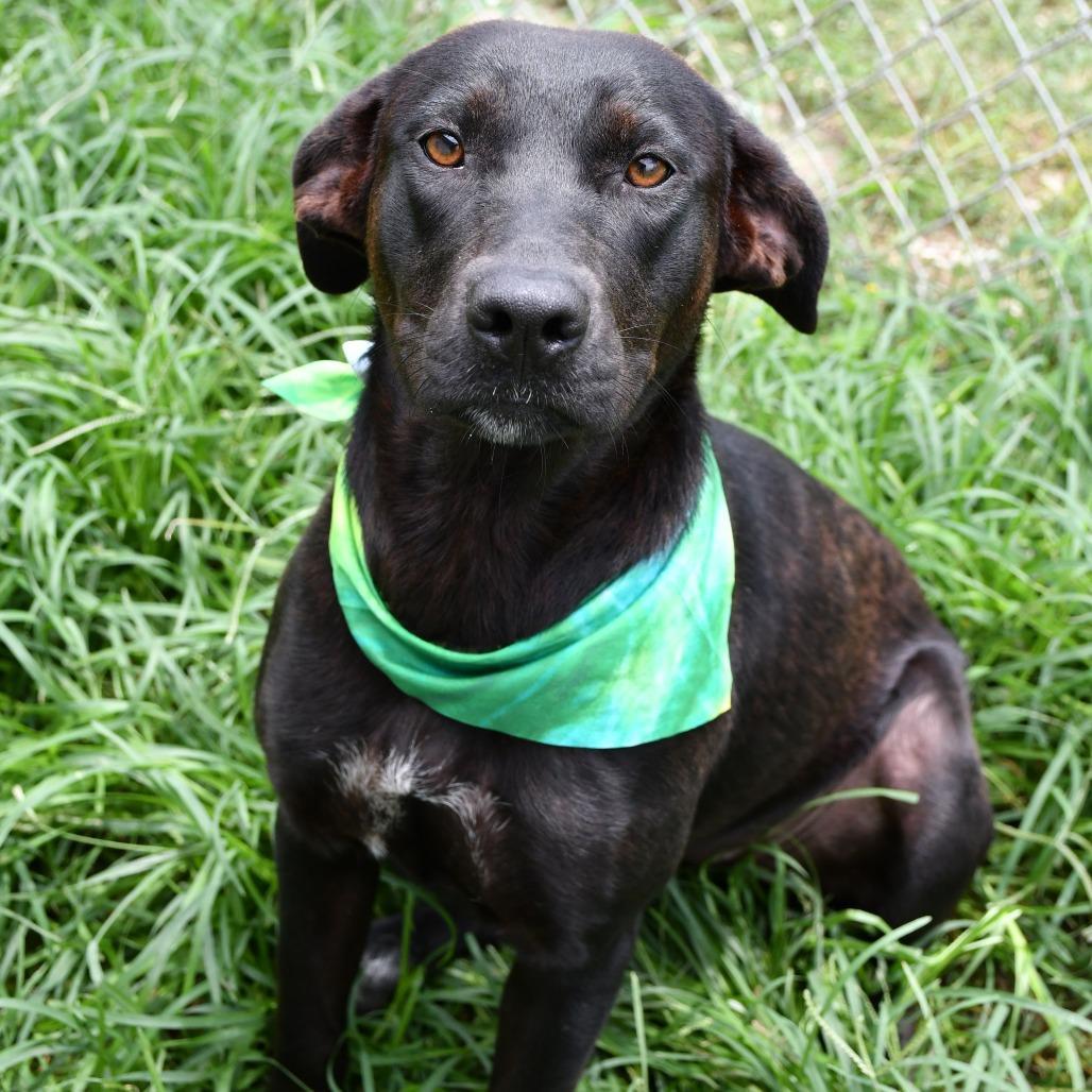 Enlarge Pickle Pop, a Adoptable mixed breed in Beaumont, TX image 3/6