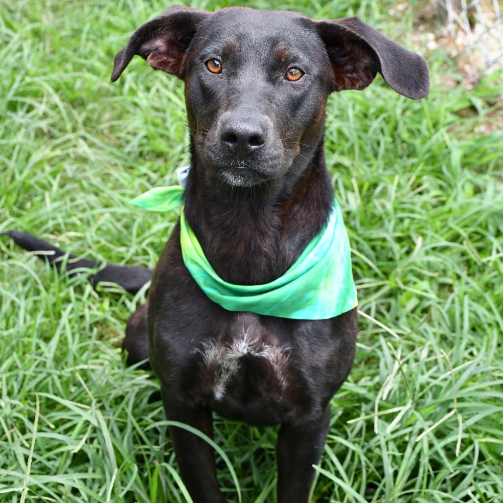 Enlarge Pickle Pop, a Adoptable mixed breed in Beaumont, TX image 4/6