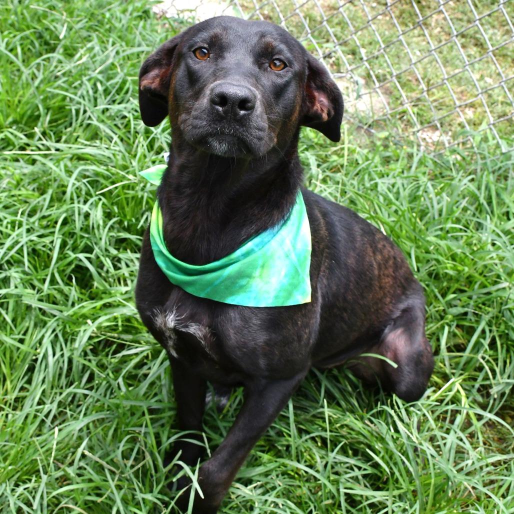 Enlarge Pickle Pop, a Adoptable mixed breed in Beaumont, TX image 5/6