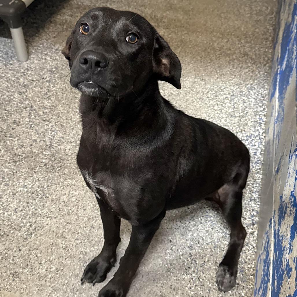 Enlarge Pickle Pop, a Adoptable mixed breed in Beaumont, TX image 6/6