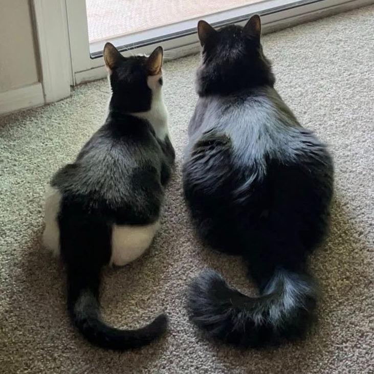Chicho (Bonded to Baffi), a ADOPTABLE Domestic Long Hair in Queen Creek, AZ image 3/5