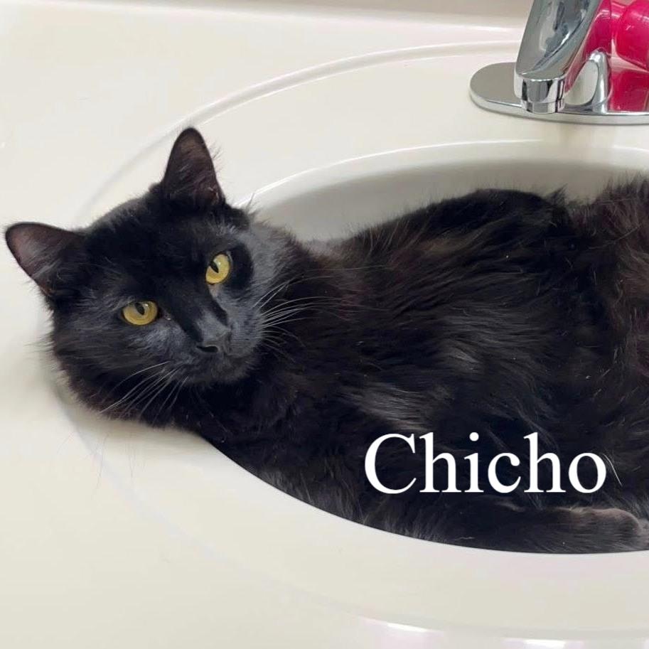 Chicho (Bonded to Baffi), a ADOPTABLE Domestic Long Hair in Queen Creek, AZ image 1/5