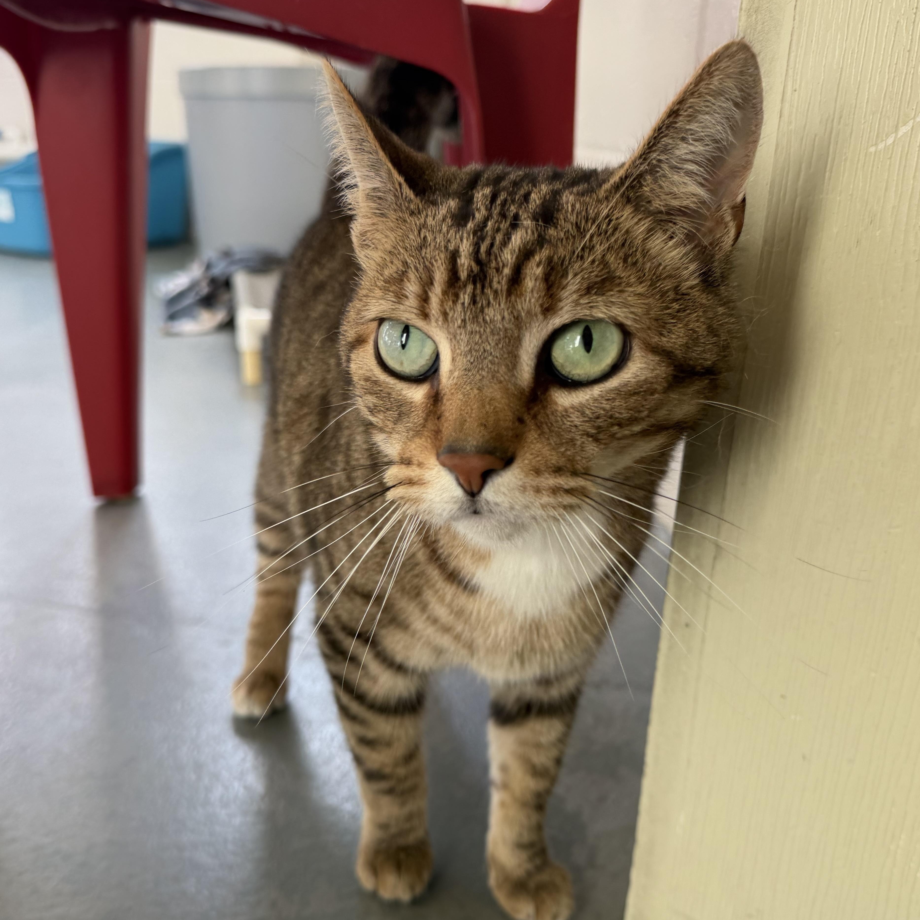 Tigger 2, Adopted, Adult Male Domestic Short Hair.