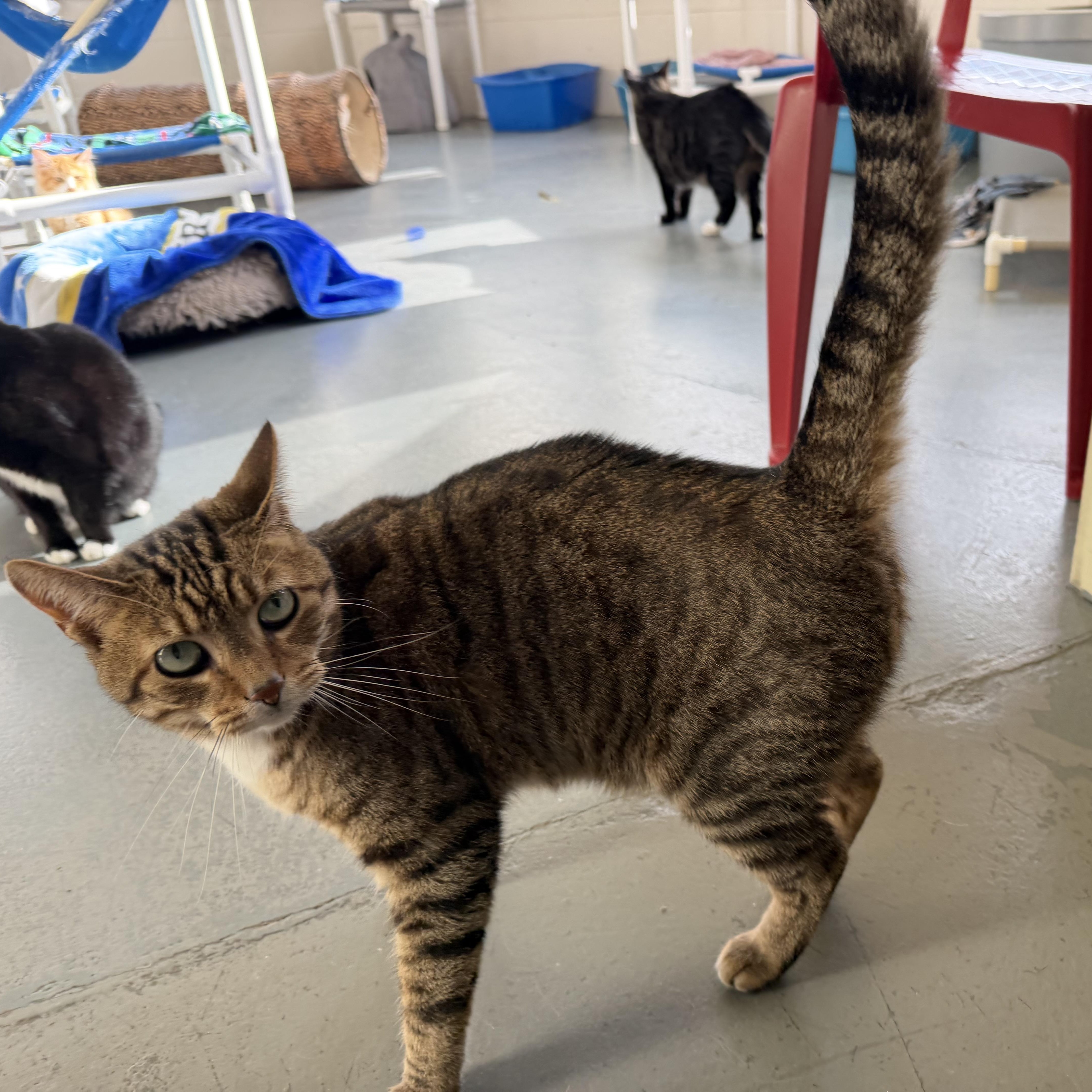 Enlarge Tigger 2, a Adopted mixed breed in Latrobe, PA image 3/4