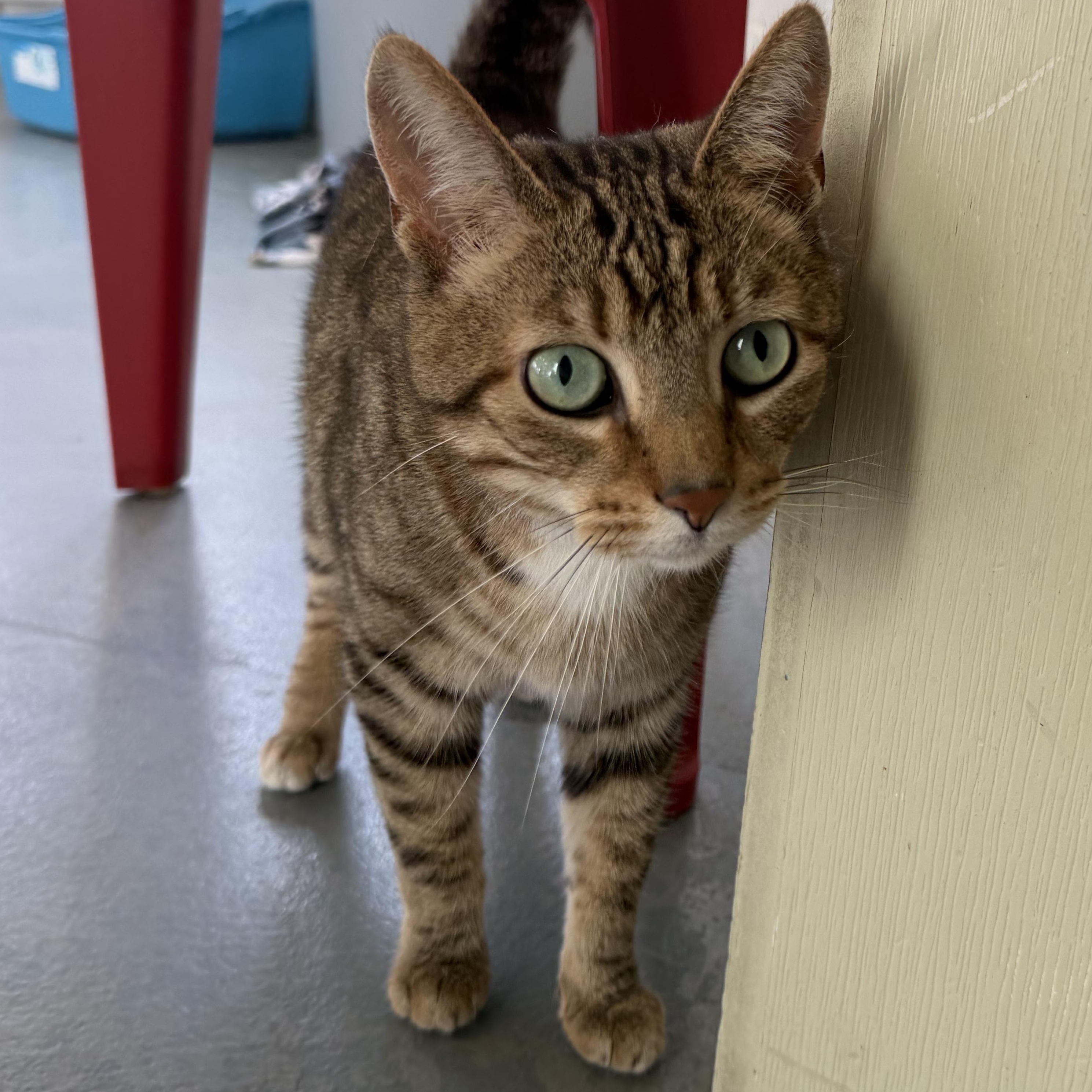 Enlarge Tigger 2, a Adopted mixed breed in Latrobe, PA image 2/4