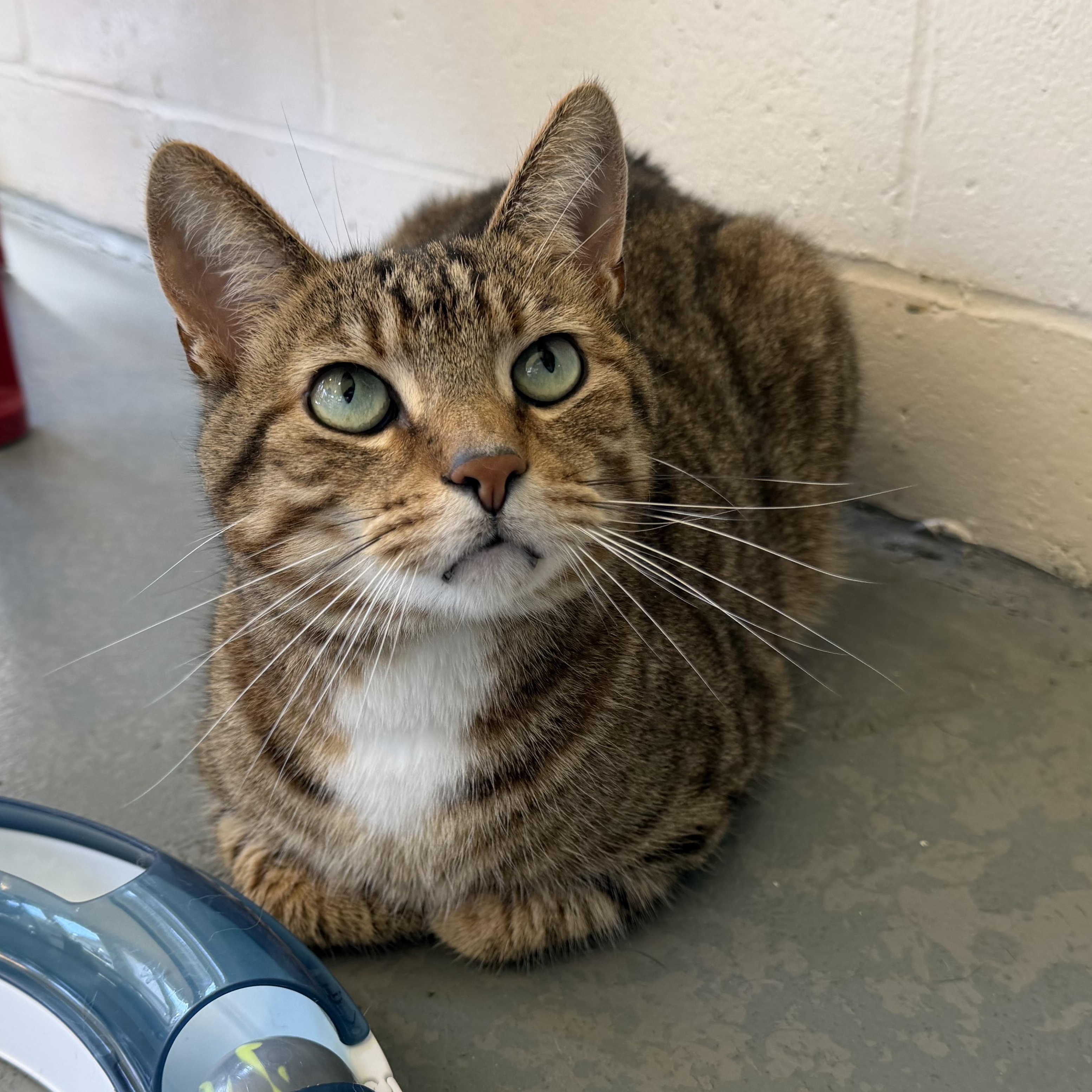 Enlarge Tigger 2, a Adopted mixed breed in Latrobe, PA image 4/4