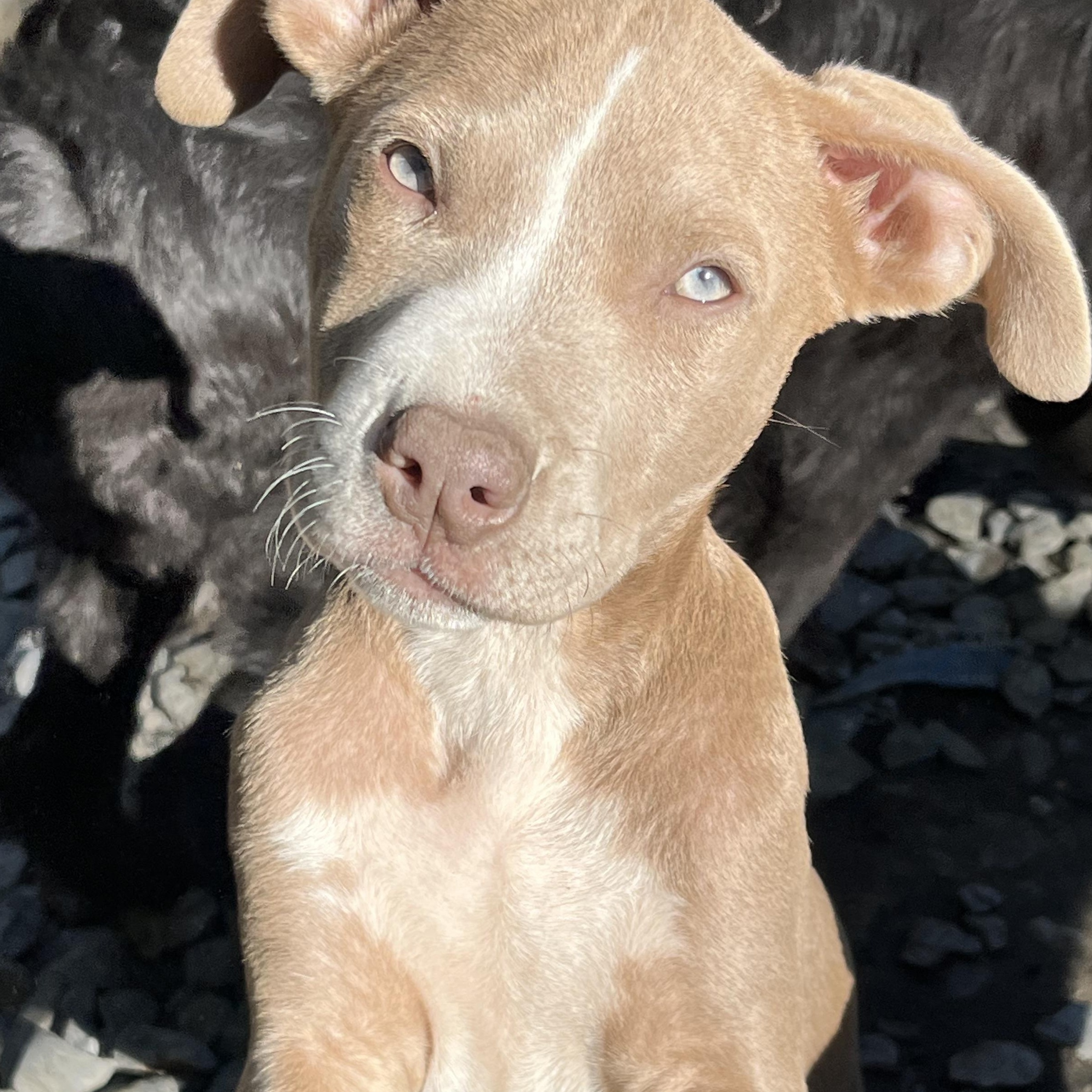 BeBe