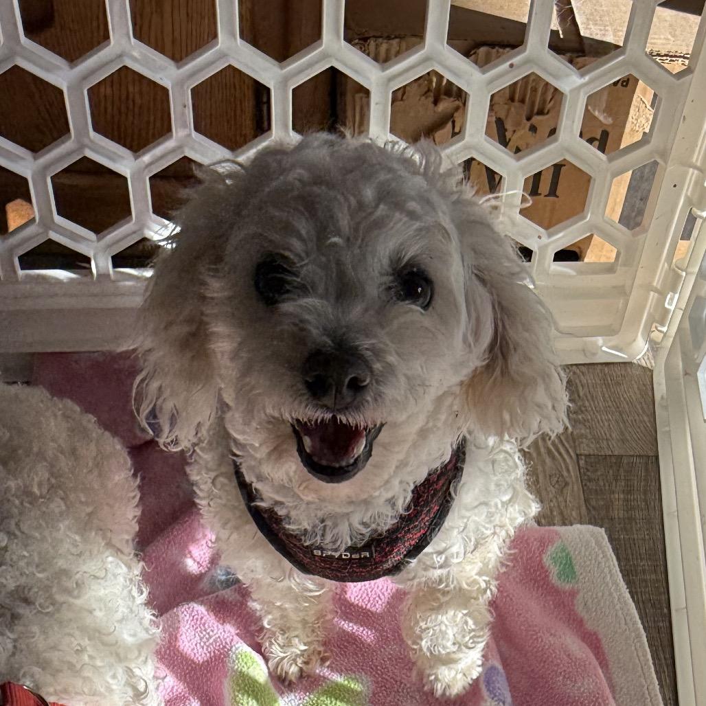 Sadie, Adoptable, Adult Female Poodle & Maltese.