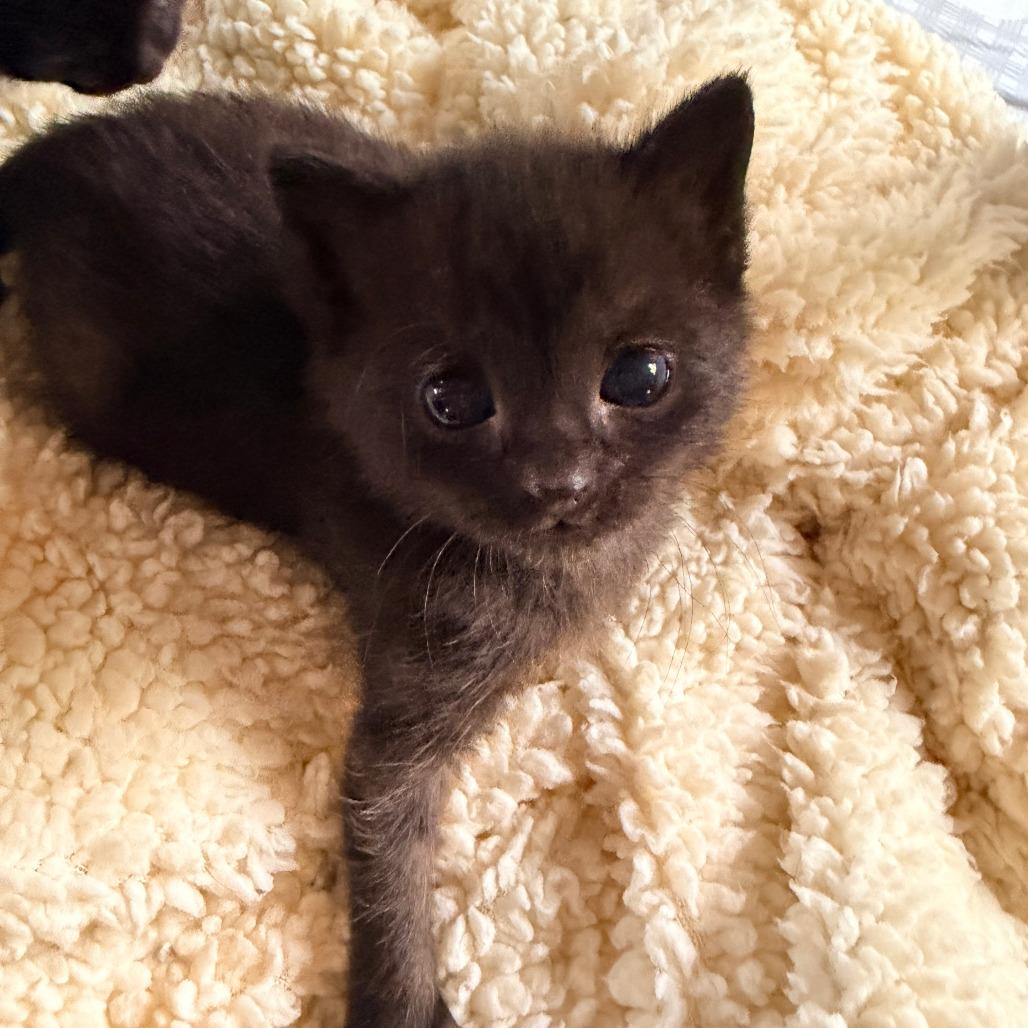 Enlarge Guava, a Adoptable Domestic Short Hair in Jupiter, FL image 1/6
