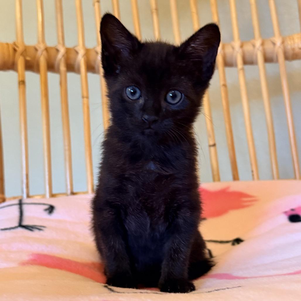 Enlarge Guava, a Adoptable Domestic Short Hair in Jupiter, FL image 2/6