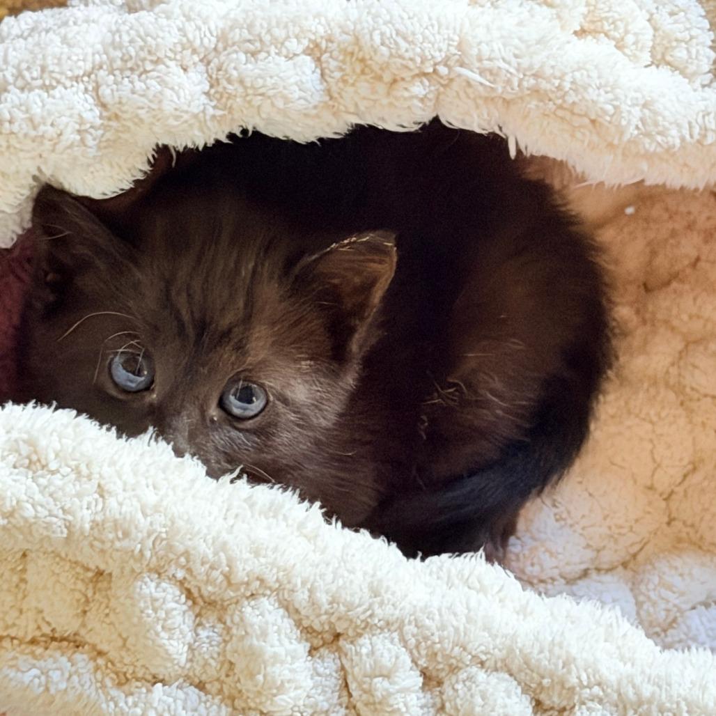 Enlarge Guava, a Adoptable Domestic Short Hair in Jupiter, FL image 3/6
