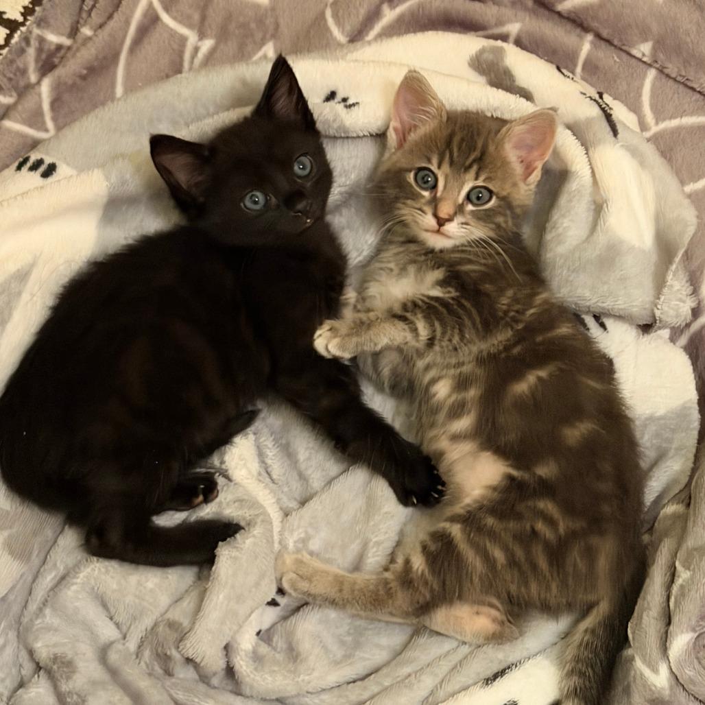 Enlarge Guava, a Adoptable Domestic Short Hair in Jupiter, FL image 5/6