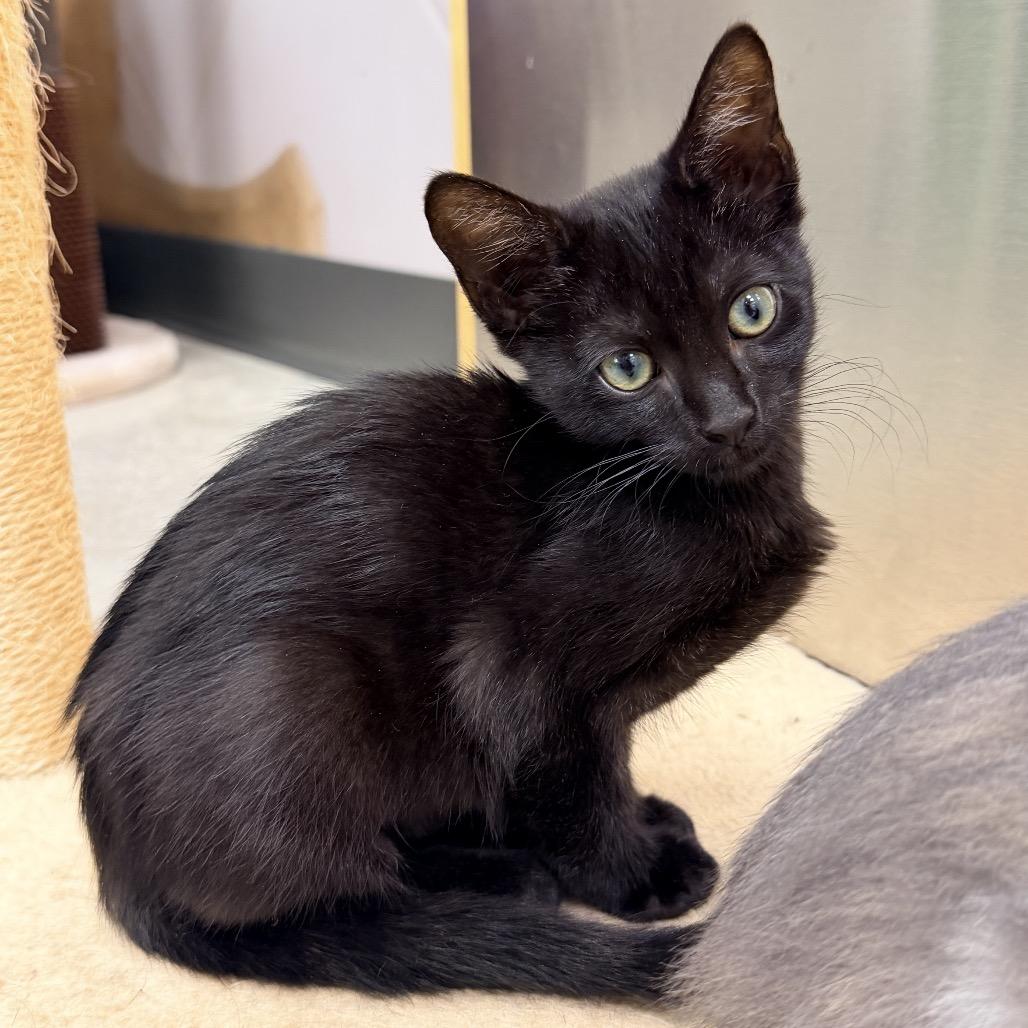 Enlarge Guava, a Adoptable Domestic Short Hair in Jupiter, FL image 6/6
