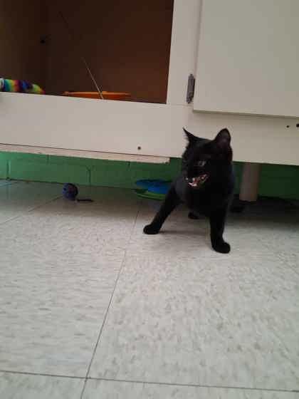 Enlarge Fancy Pants, a Adoptable mixed breed in Scottsbluff, NE image 1/3