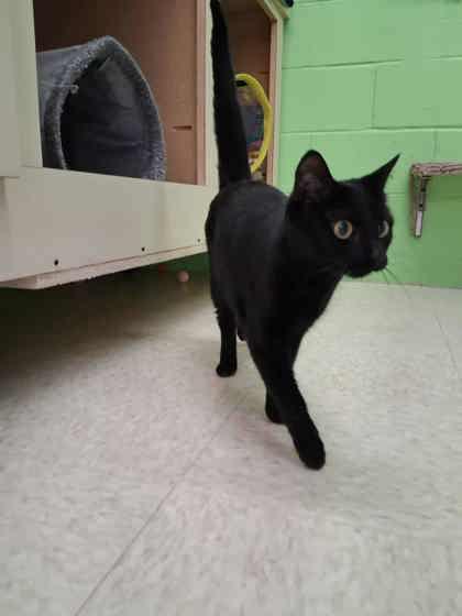 Enlarge Fancy Pants, a Adoptable mixed breed in Scottsbluff, NE image 2/3