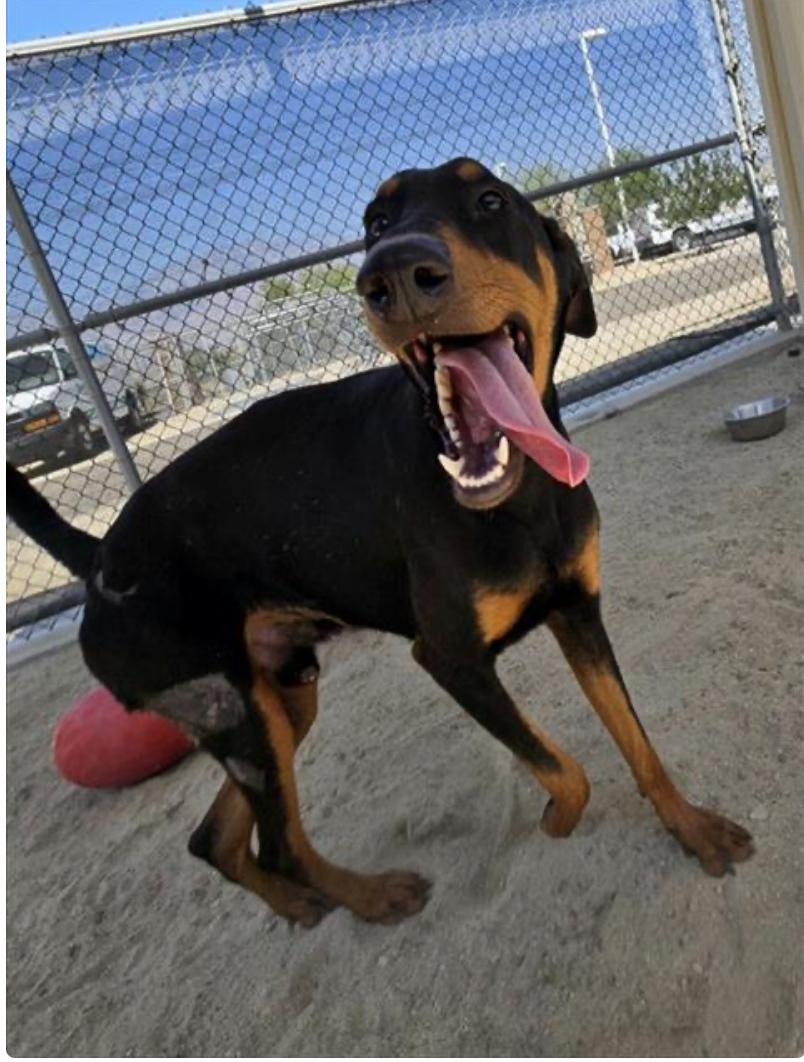 Jack Jack, an adoptable Doberman Pinscher in Vassalboro, ME, 04989 | Photo Image 1