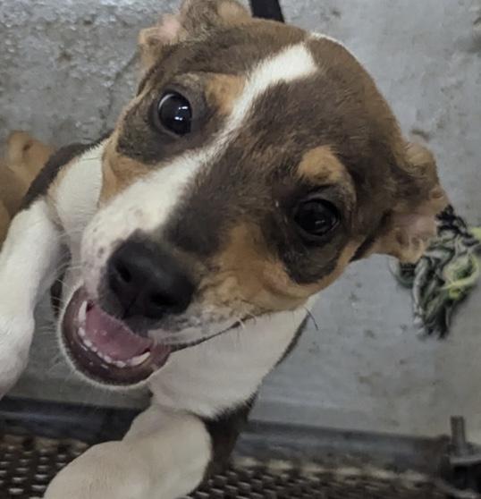 Nicole, Baby Female Jack Russell Terrier
