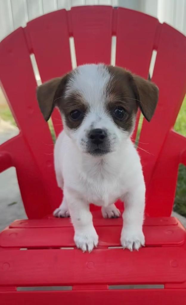 Vixie, Adoptable, Puppy Female Terrier & Chihuahua.