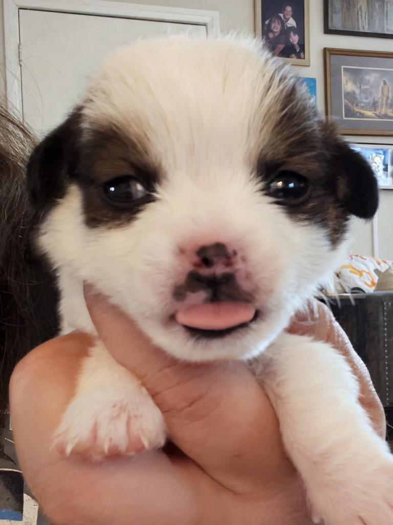 Enlarge Vixie, a Adoptable mixed breed in Manhattan Beach, CA image 2/5