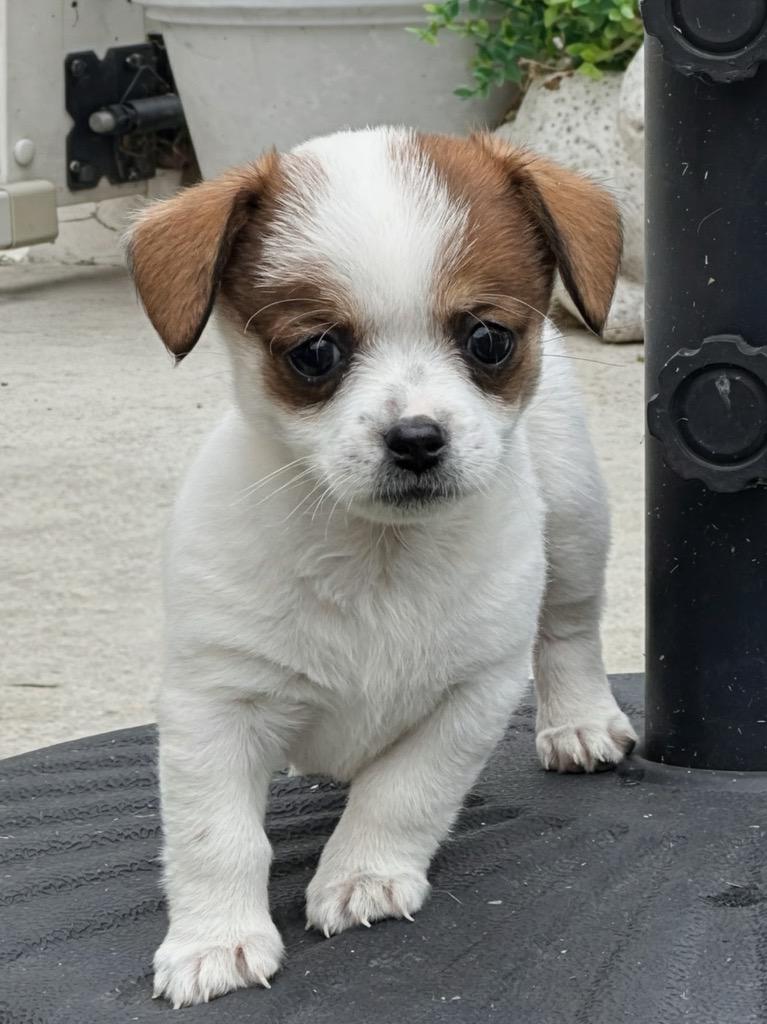 Enlarge Vixie, a Adoptable mixed breed in Manhattan Beach, CA image 3/5