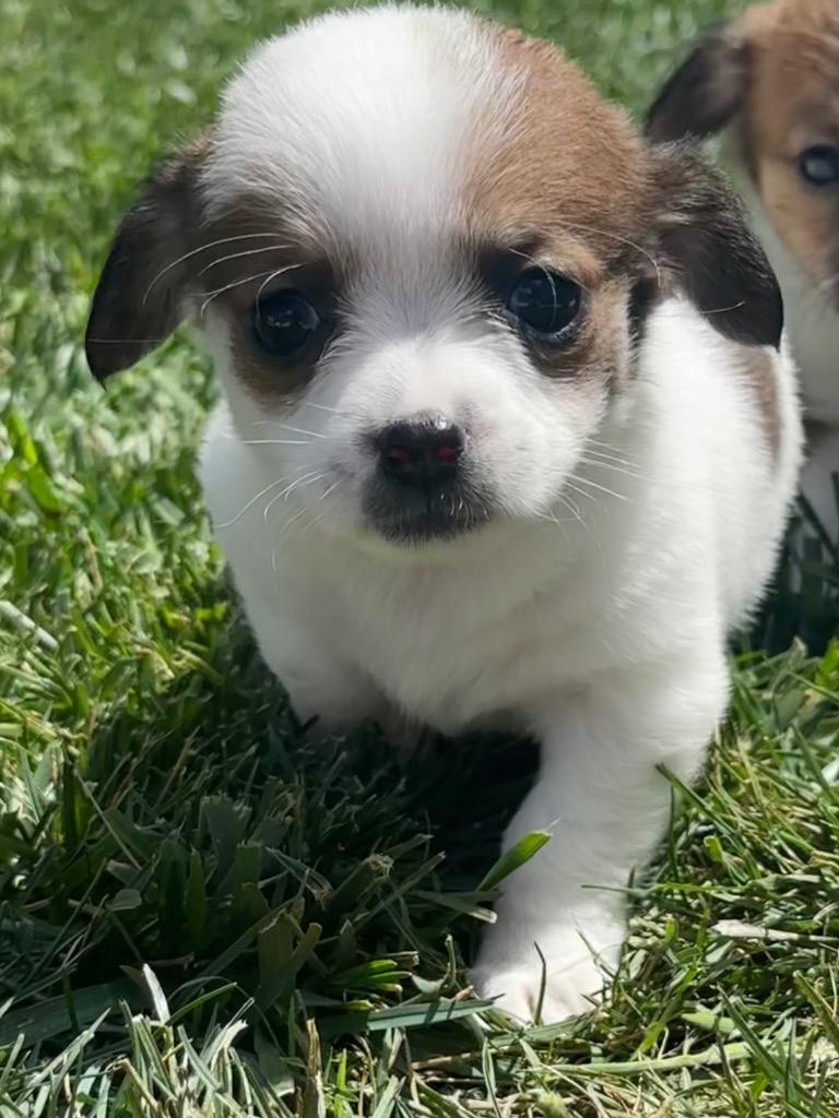 Enlarge Vixie, a Adoptable mixed breed in Manhattan Beach, CA image 4/5