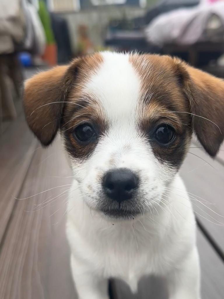 Vixie, a Adoptable mixed breed in Manhattan Beach, CA image 3/6