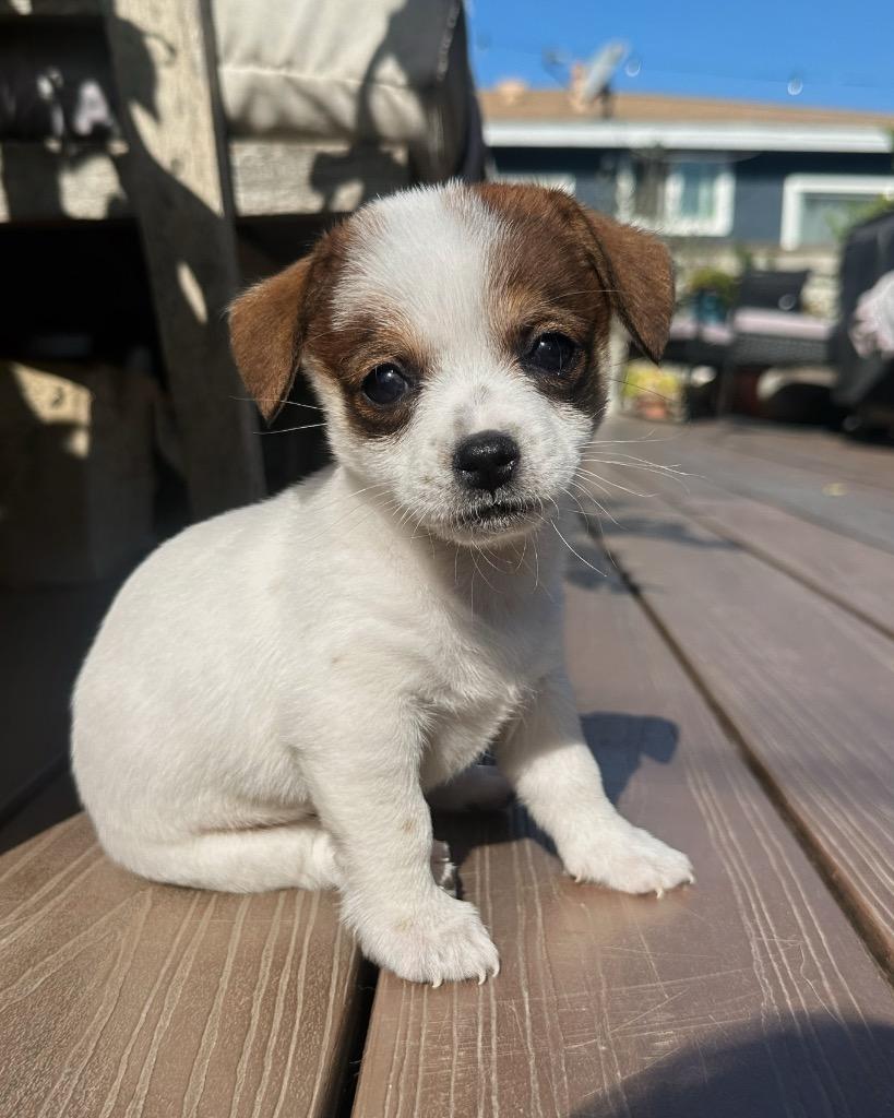 Vixie, a Adoptable mixed breed in Manhattan Beach, CA image 5/6