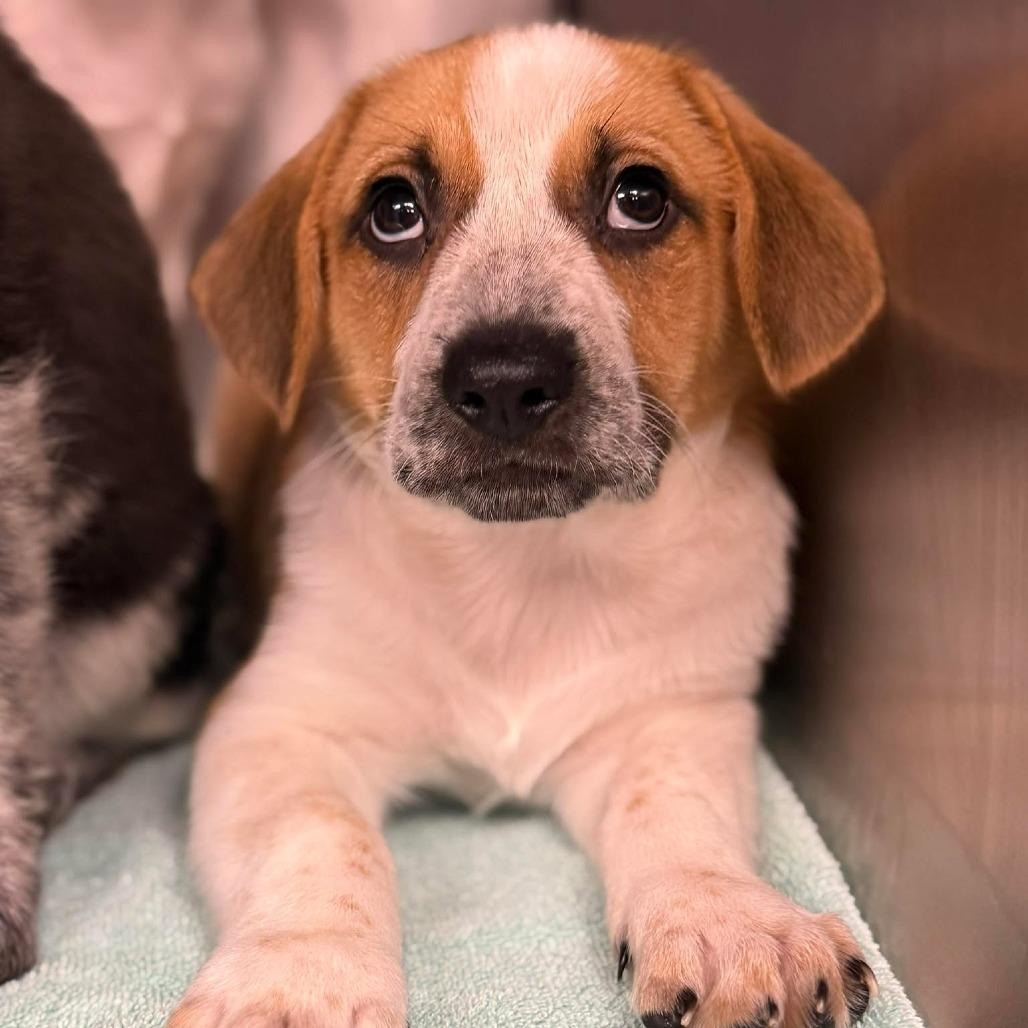 Enlarge Monopoly, a Adoptable mixed breed in Martinsville, VA image 1/1