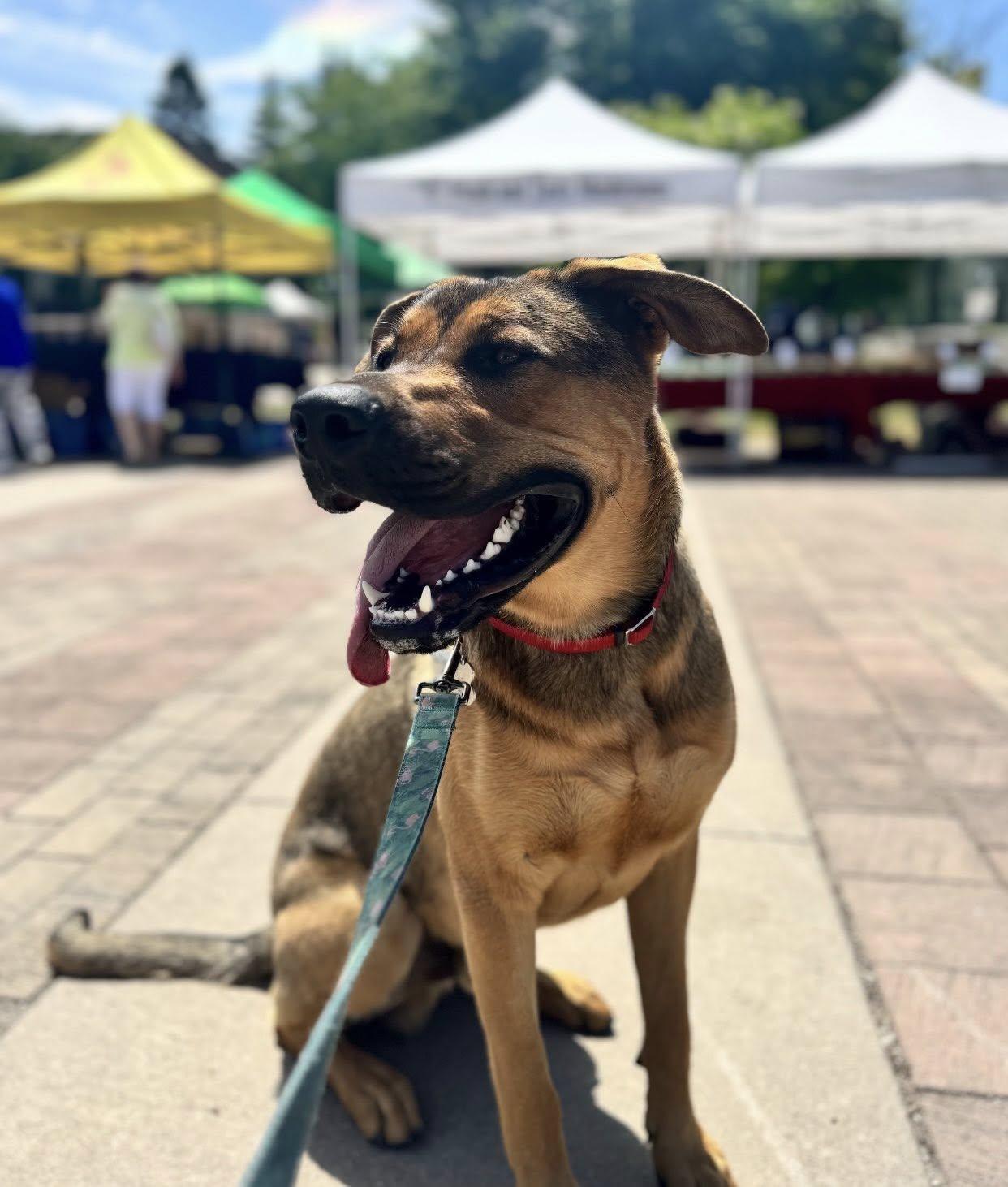 Hermes (20240910-13), an adoptable Mastiff in Toronto, ON, M5H 2N2 | Photo Image 4