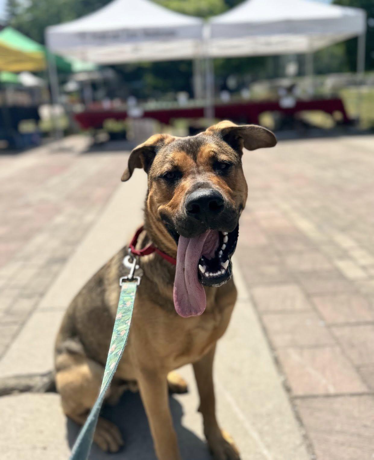 Hermes (20240910-13), an adoptable Mastiff in Toronto, ON, M5H 2N2 | Photo Image 1