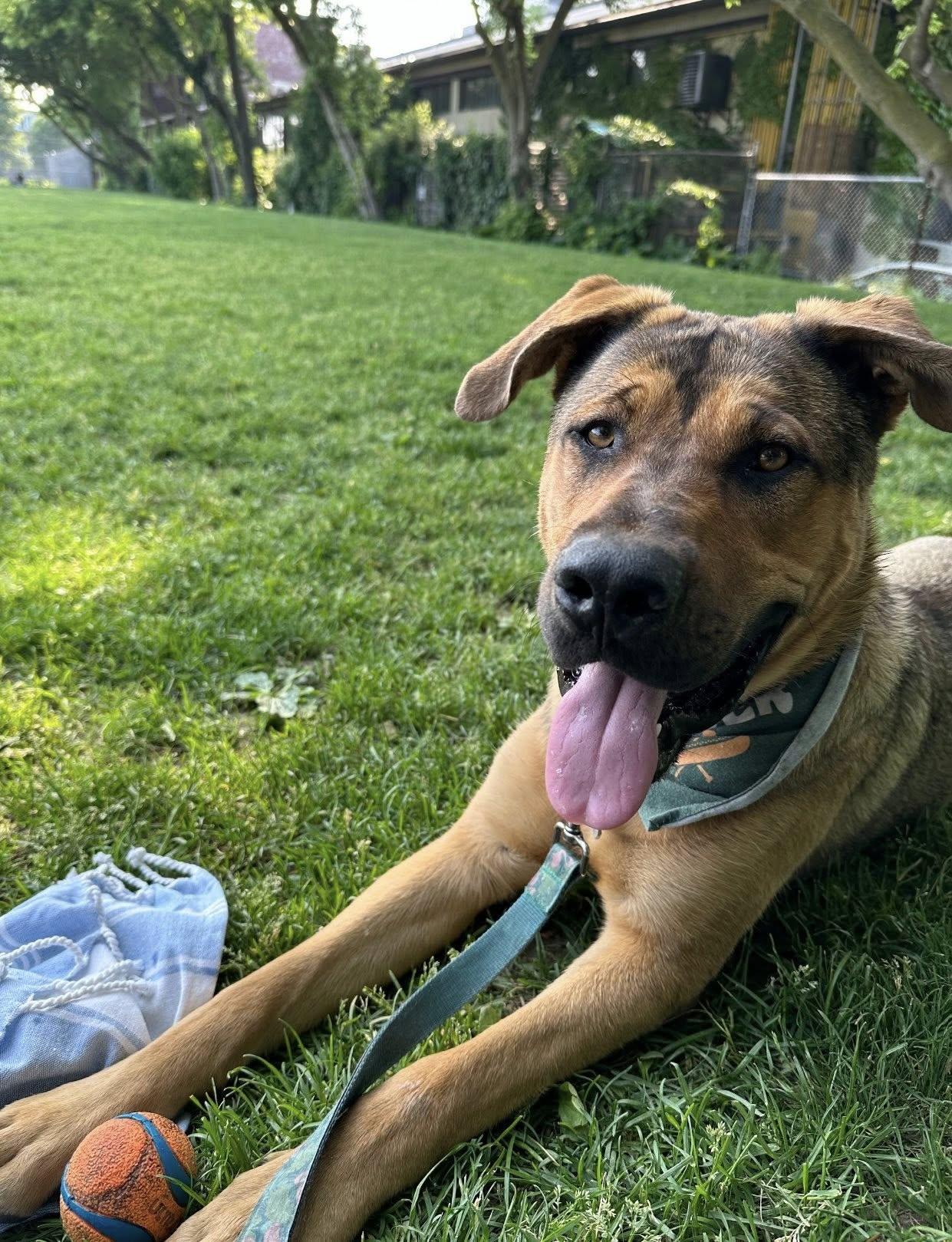 Hermes (20240910-13), an adoptable Mastiff in Toronto, ON, M5H 2N2 | Photo Image 3