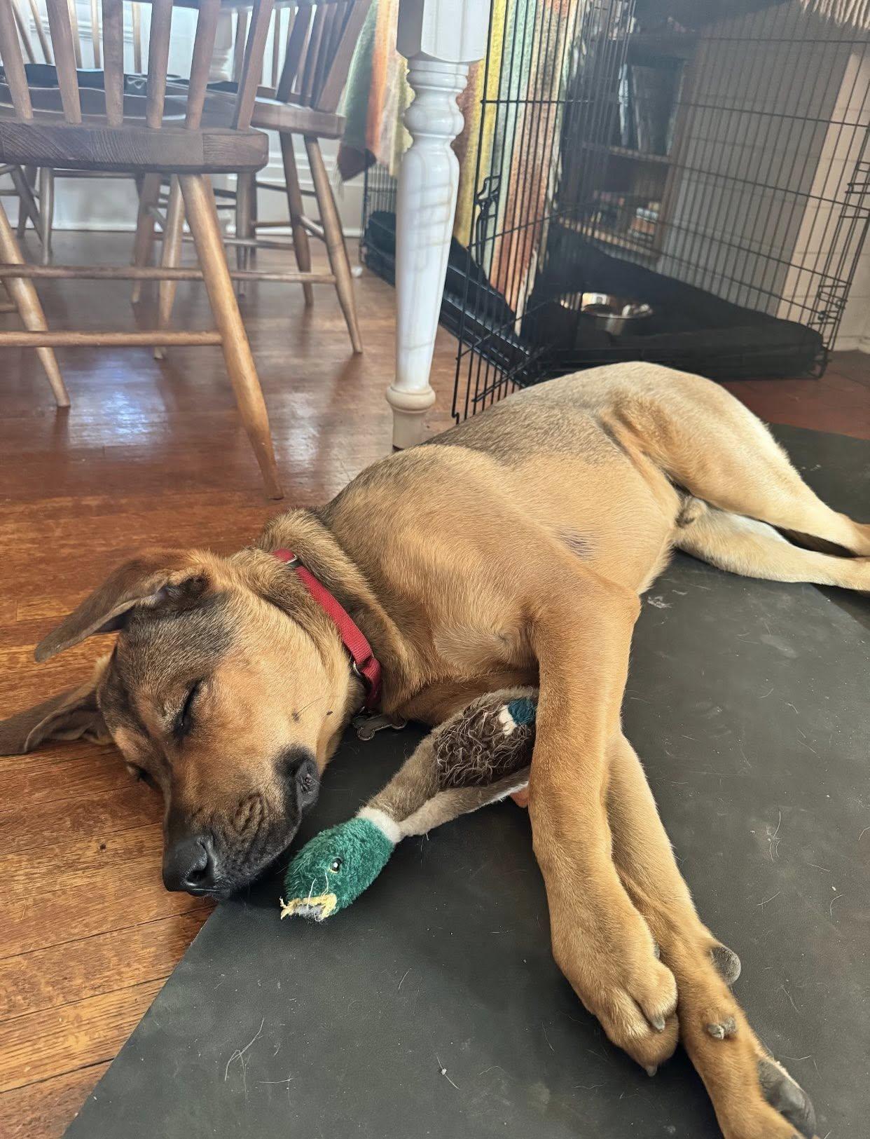 Hermes (20240910-13), an adoptable Mastiff in Toronto, ON, M5H 2N2 | Photo Image 2