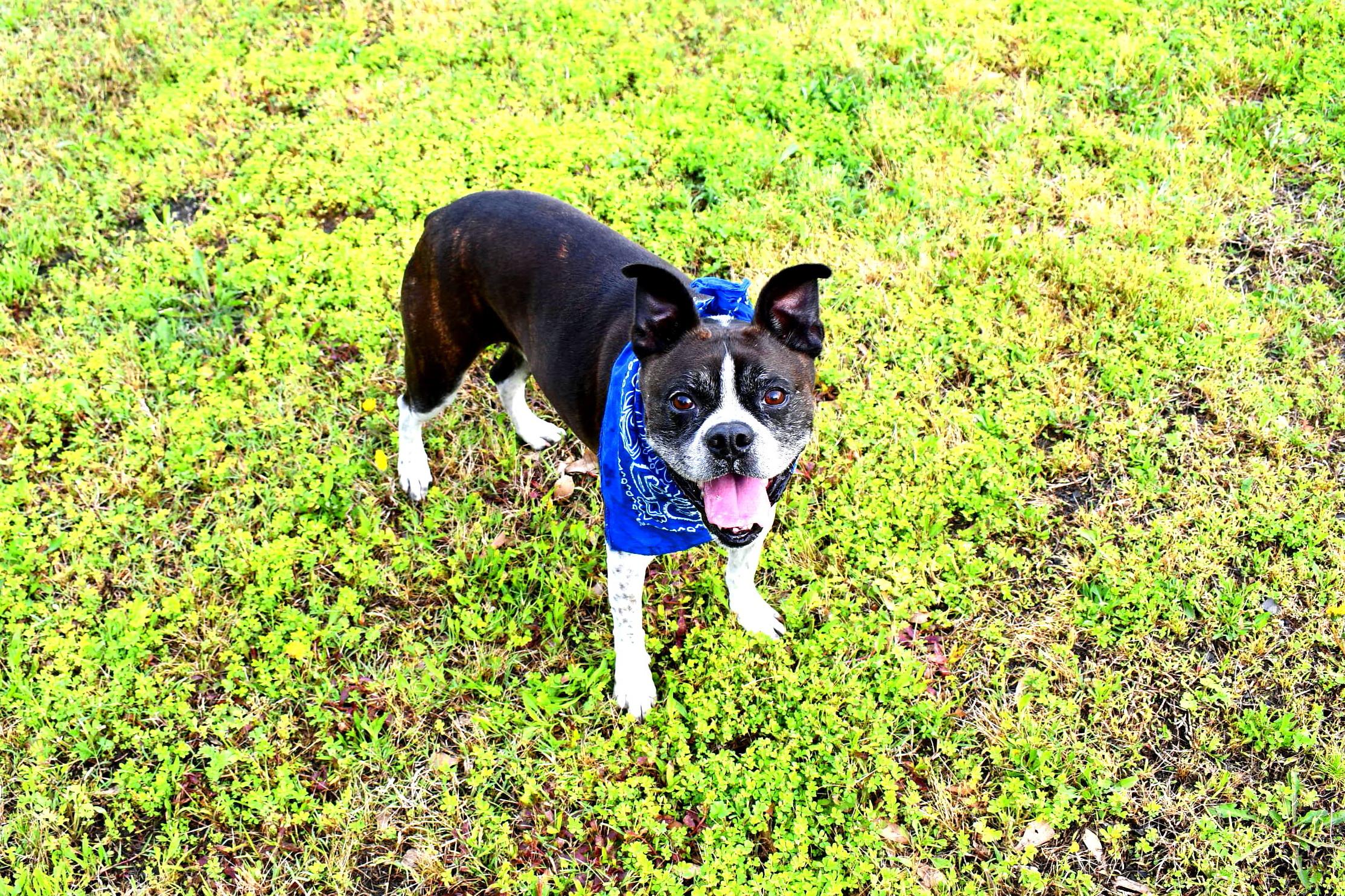 Buddy