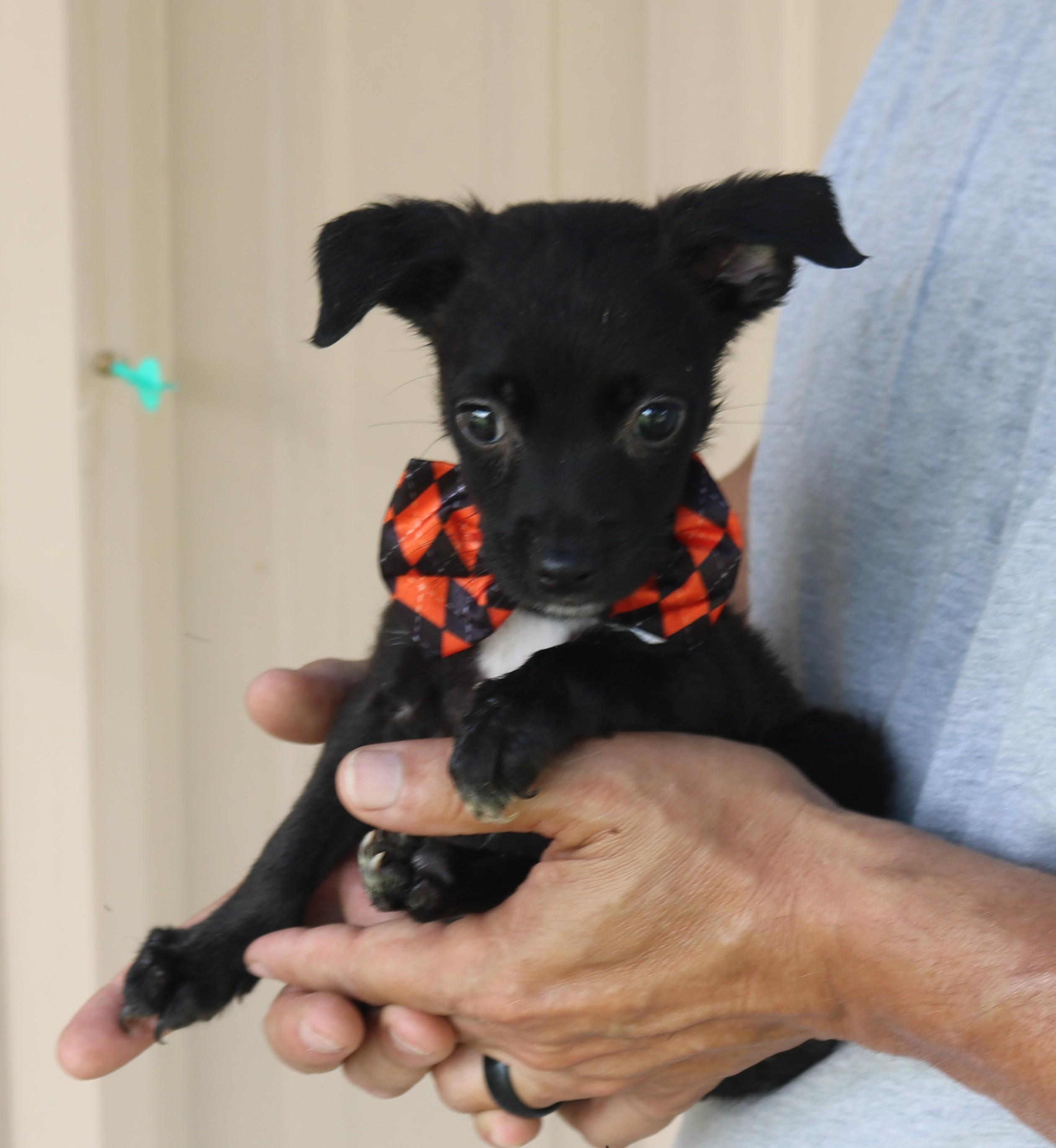 Max, an adopted mixed breed in Bandera, TX image 5/5