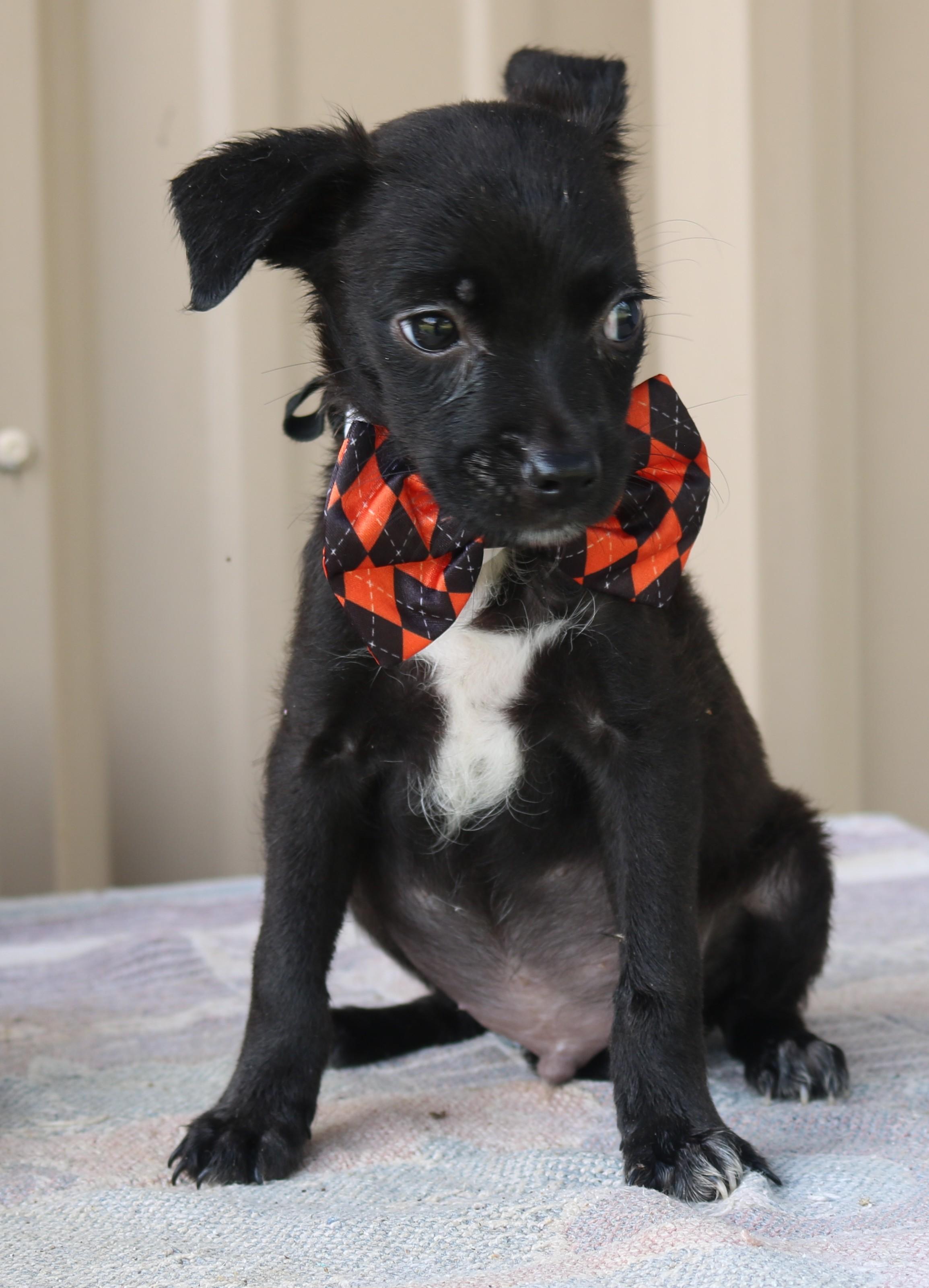 Max, an adopted mixed breed in Bandera, TX image 2/5
