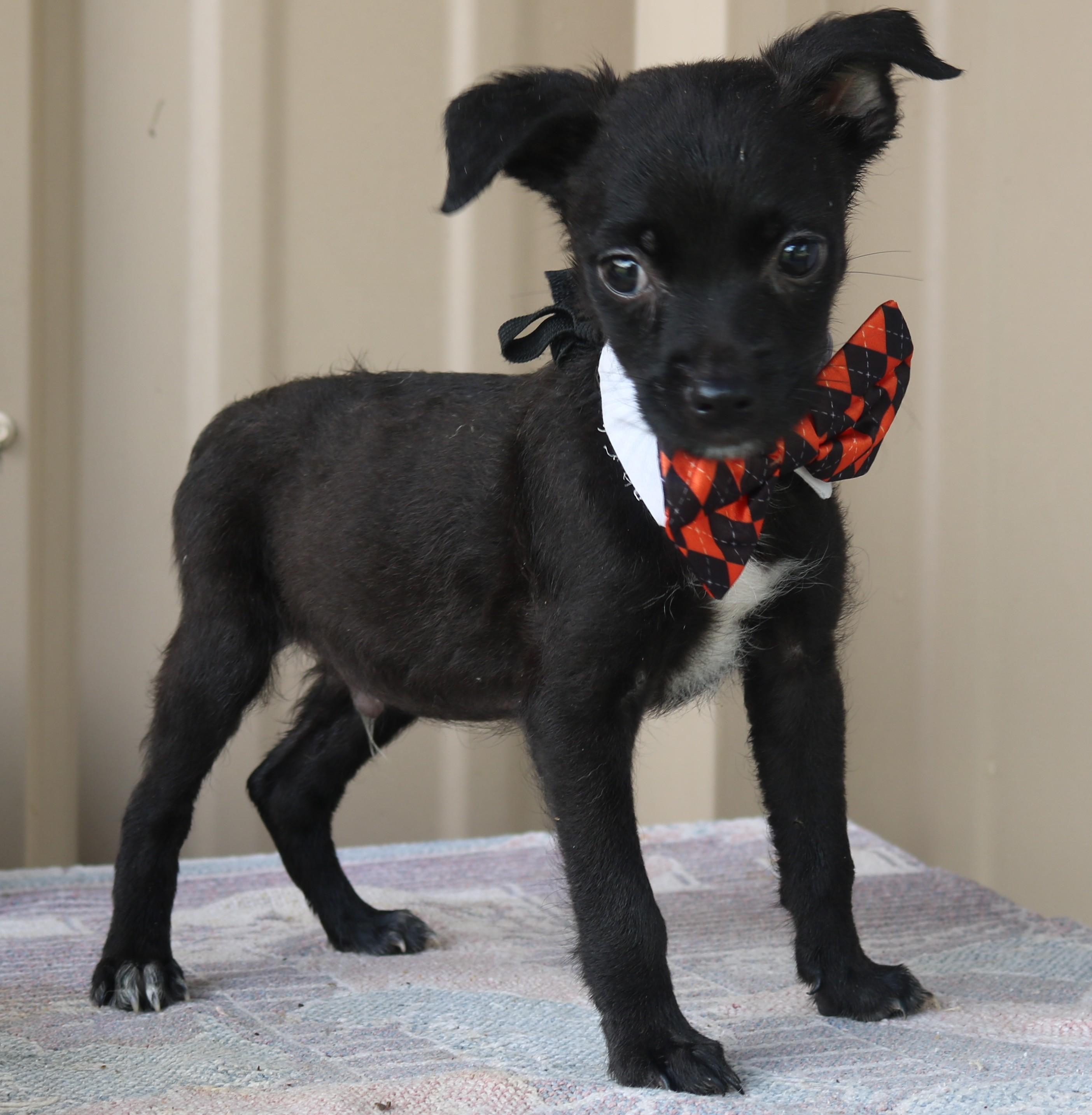 Max, an adopted mixed breed in Bandera, TX image 3/5