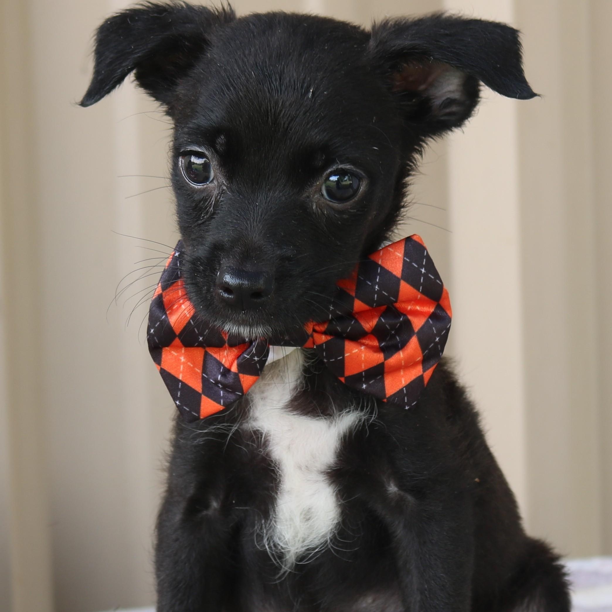 Max, an adopted mixed breed in Bandera, TX image 1/5
