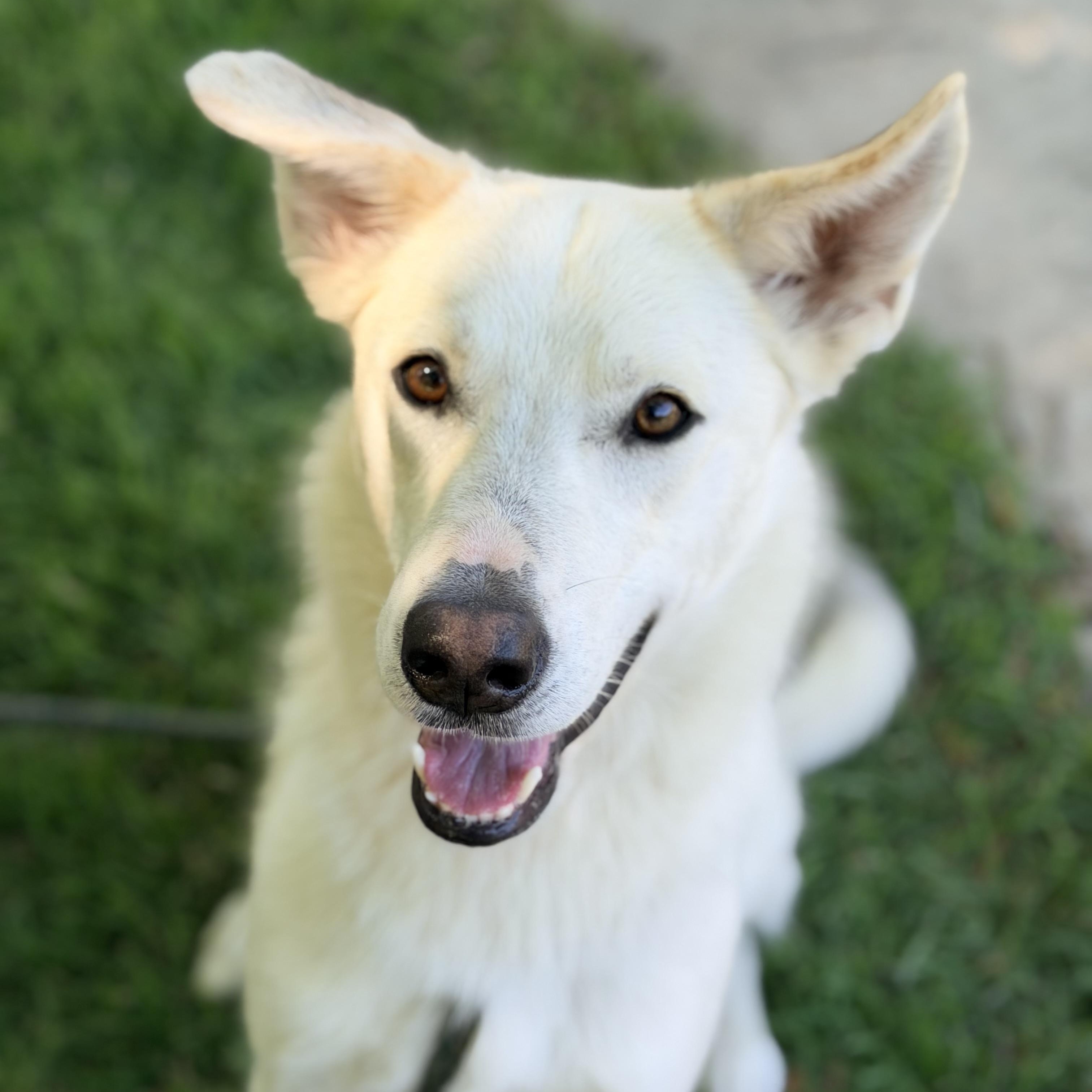 Enlarge Celine, a ADOPTABLE mixed breed in Thousand Oaks, CA image 4/6