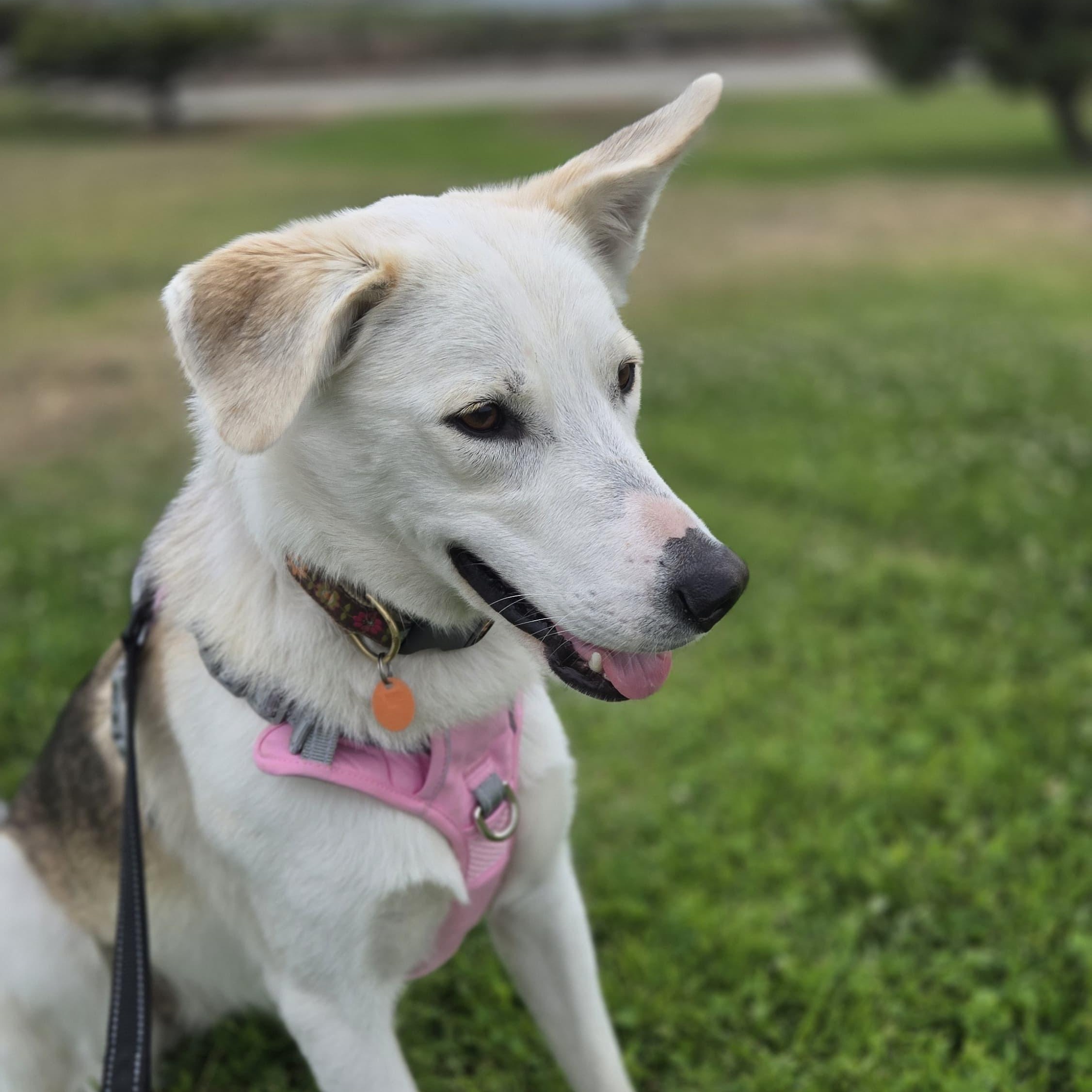 Enlarge Celine, a ADOPTABLE mixed breed in Thousand Oaks, CA image 2/6